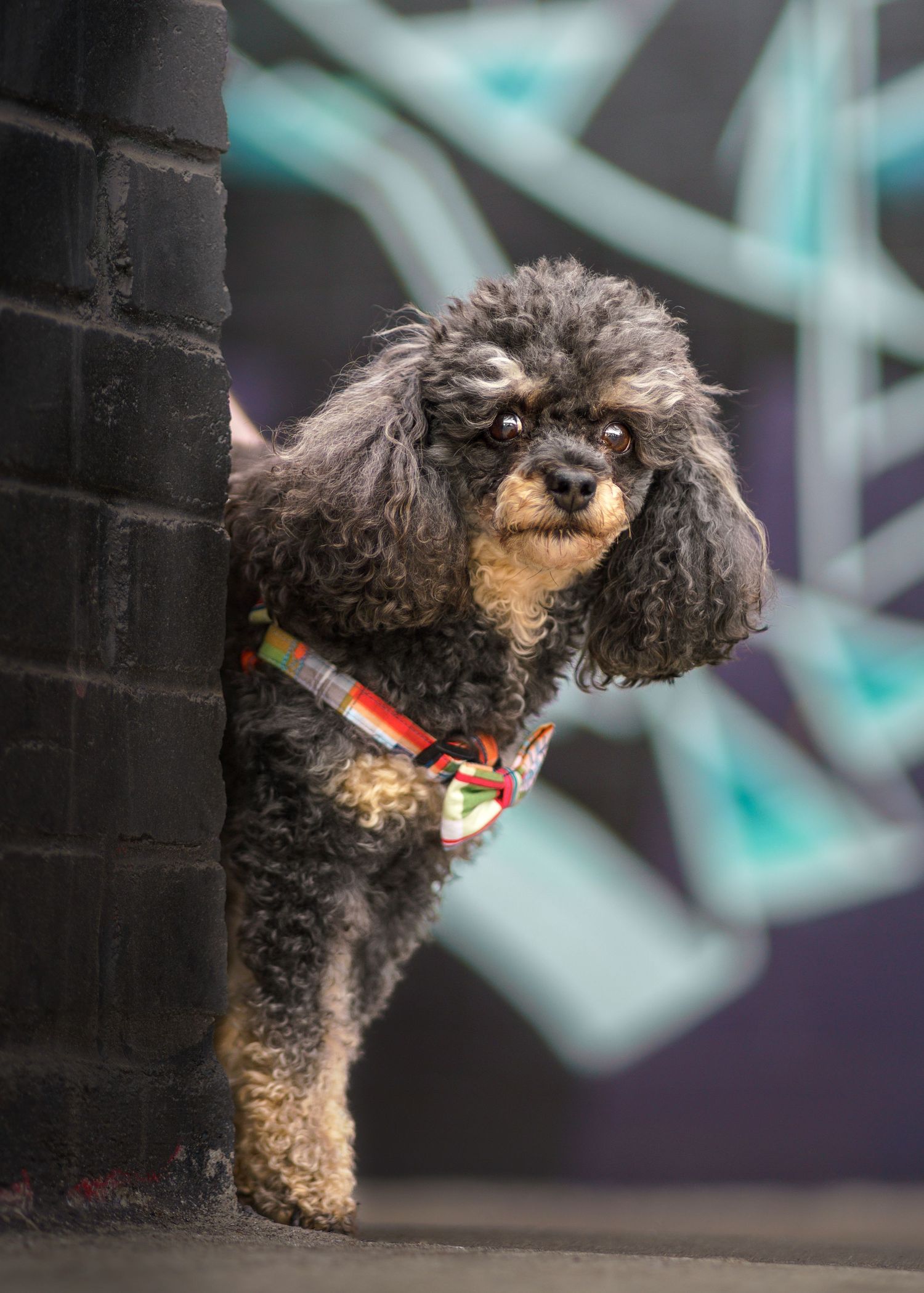 Dark curly-haired dog wearing a collar jumping playfully against an urban background.