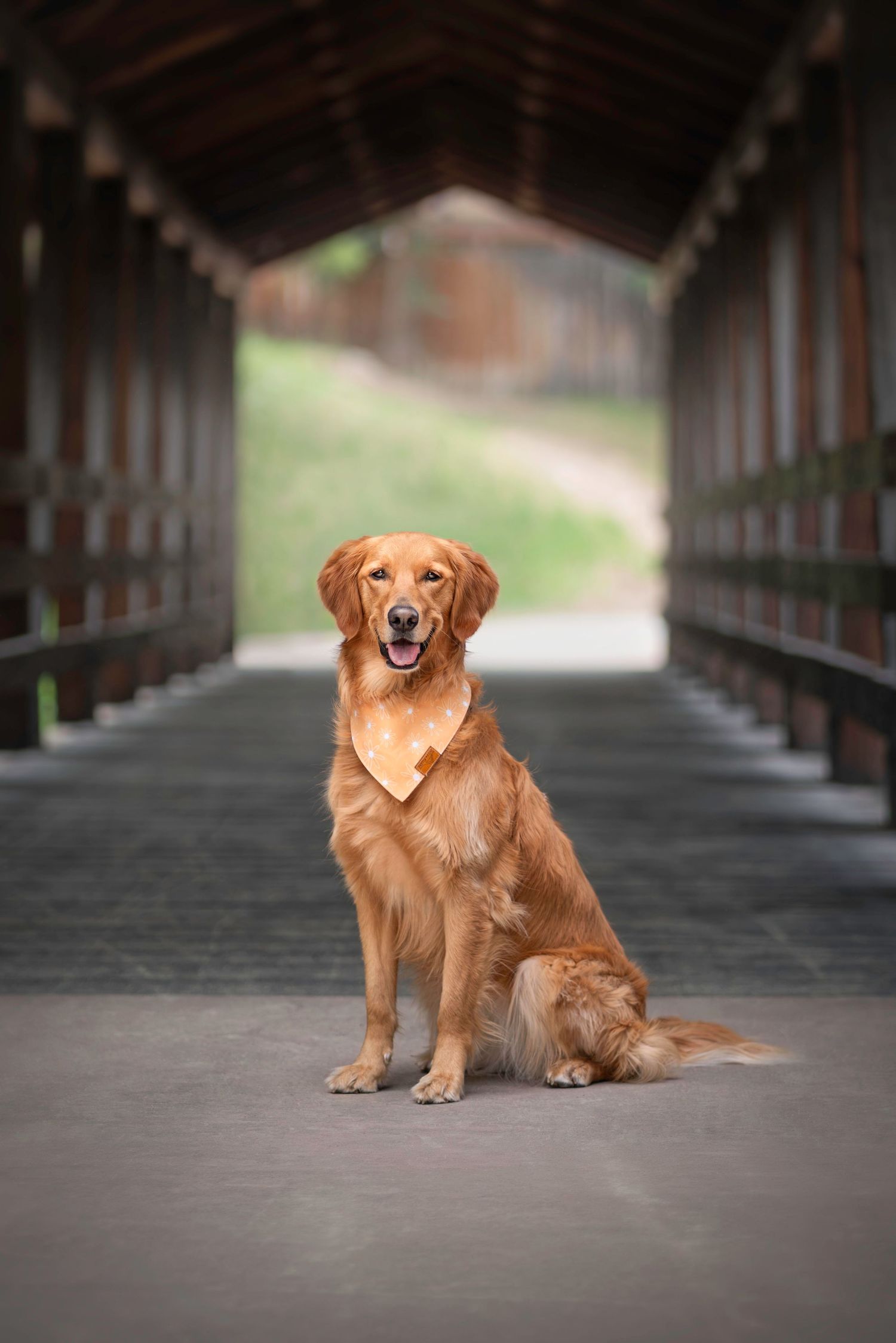 Golden Retriever dog wearing a yellow bandana sits in a covered wooden bridge, smiling with mouth open.