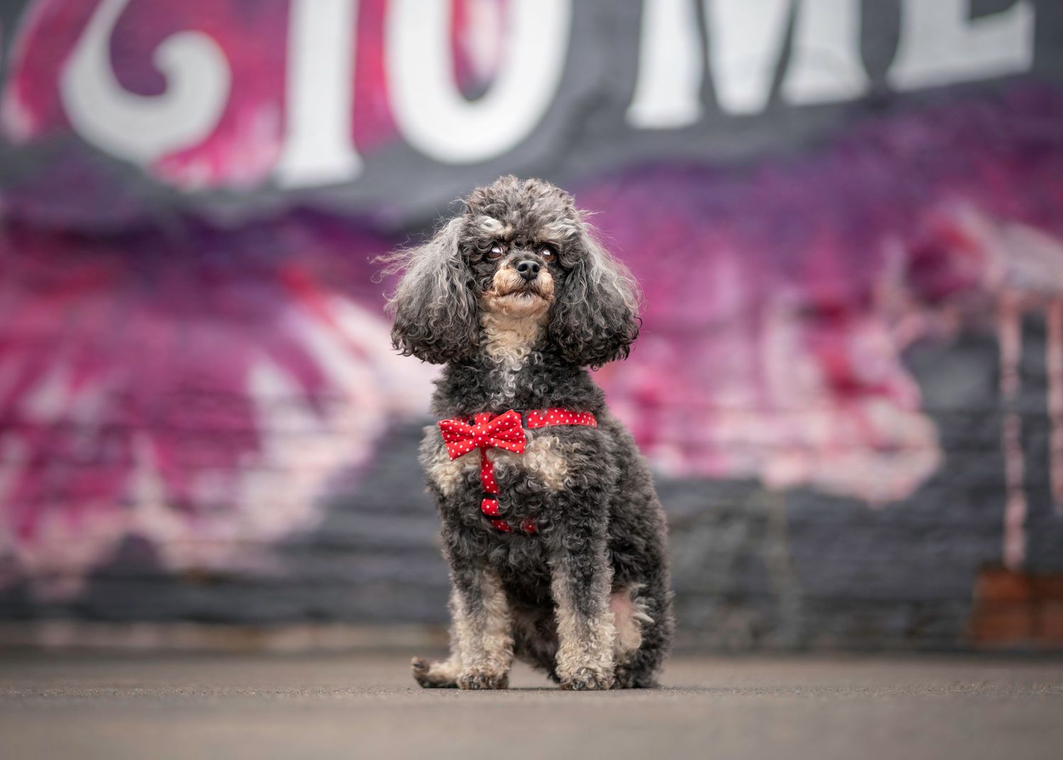 A small black and tan poodle with fluffy fur and red bowtie sits against pink urban art.