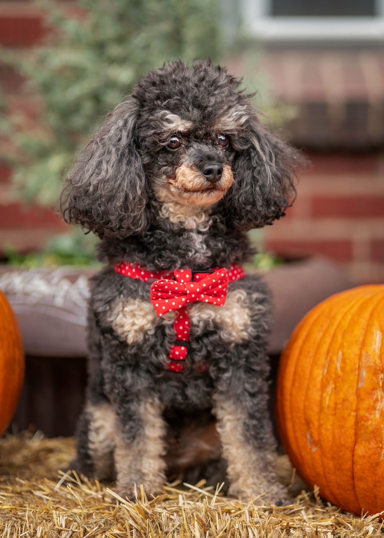 A dark poodle mix with curly fur and red bow tie poses near a pumpkin on hay bales.