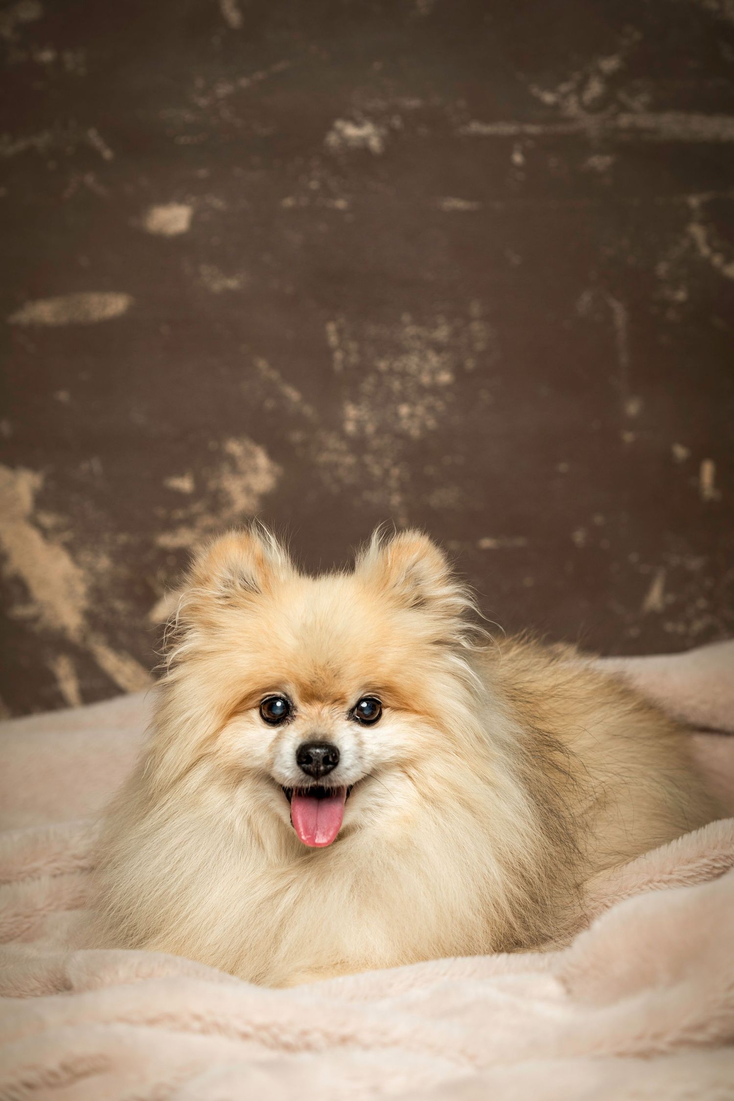 Fluffy cream-colored Pomeranian dog lying down with happy expression and tongue sticking out.