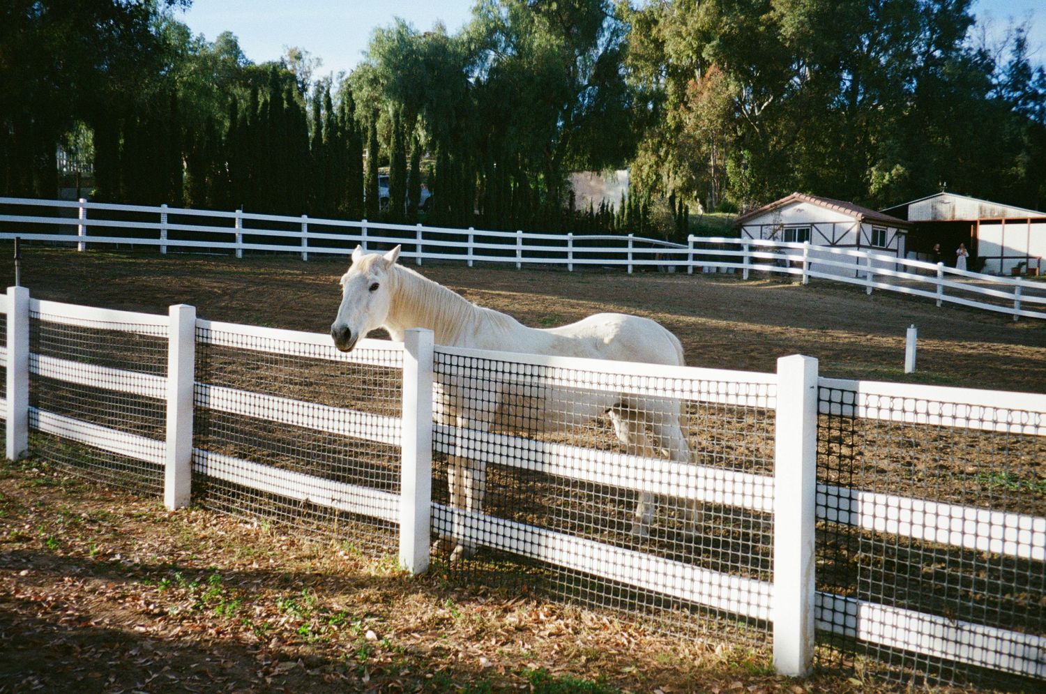 White horse standing beside a white wooden fence in a sunny ranch paddock surrounded by green trees.