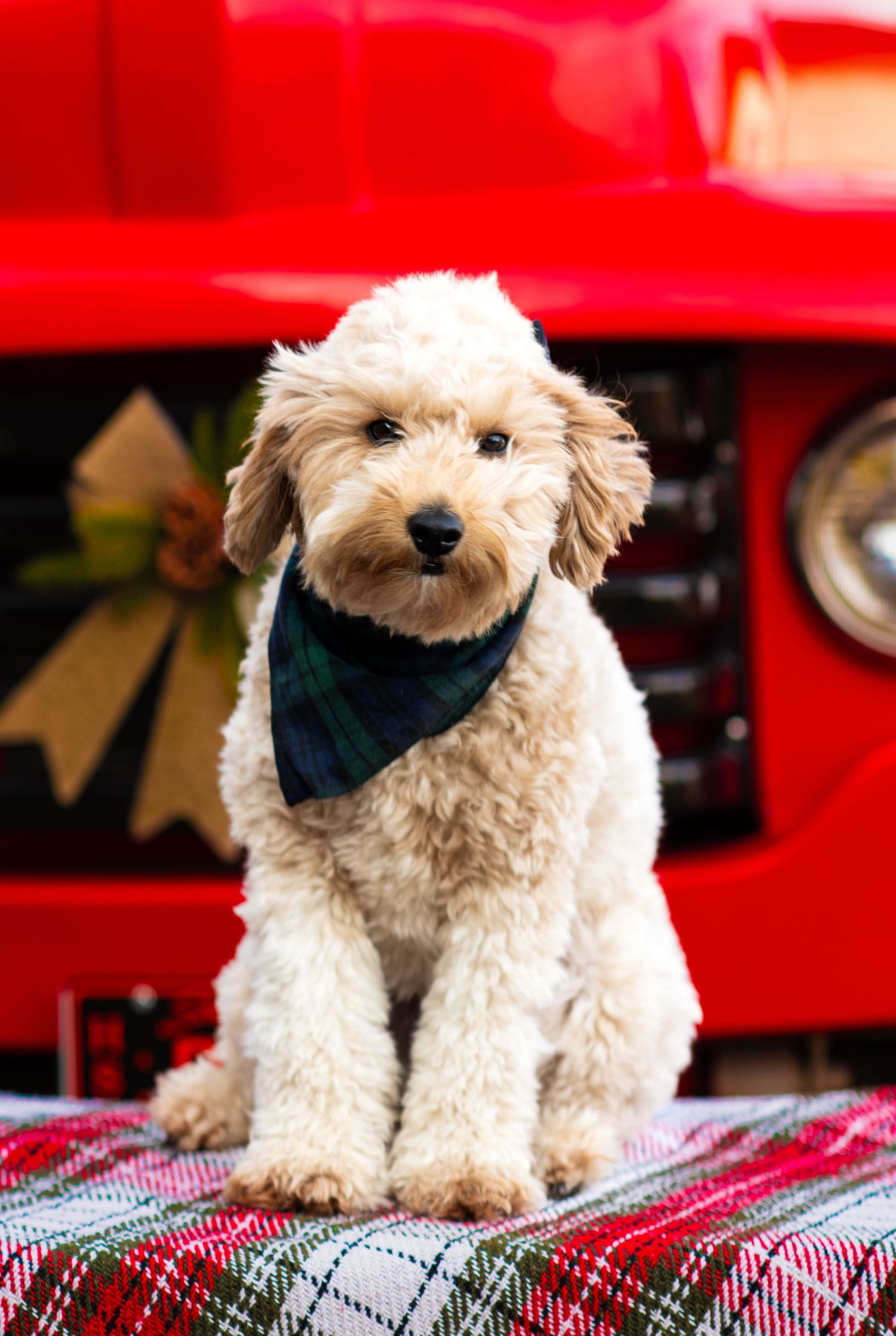 Cute goldendoodle puppy wearing a green bandana sits on a plaid blanket in front of a red vintage truck.