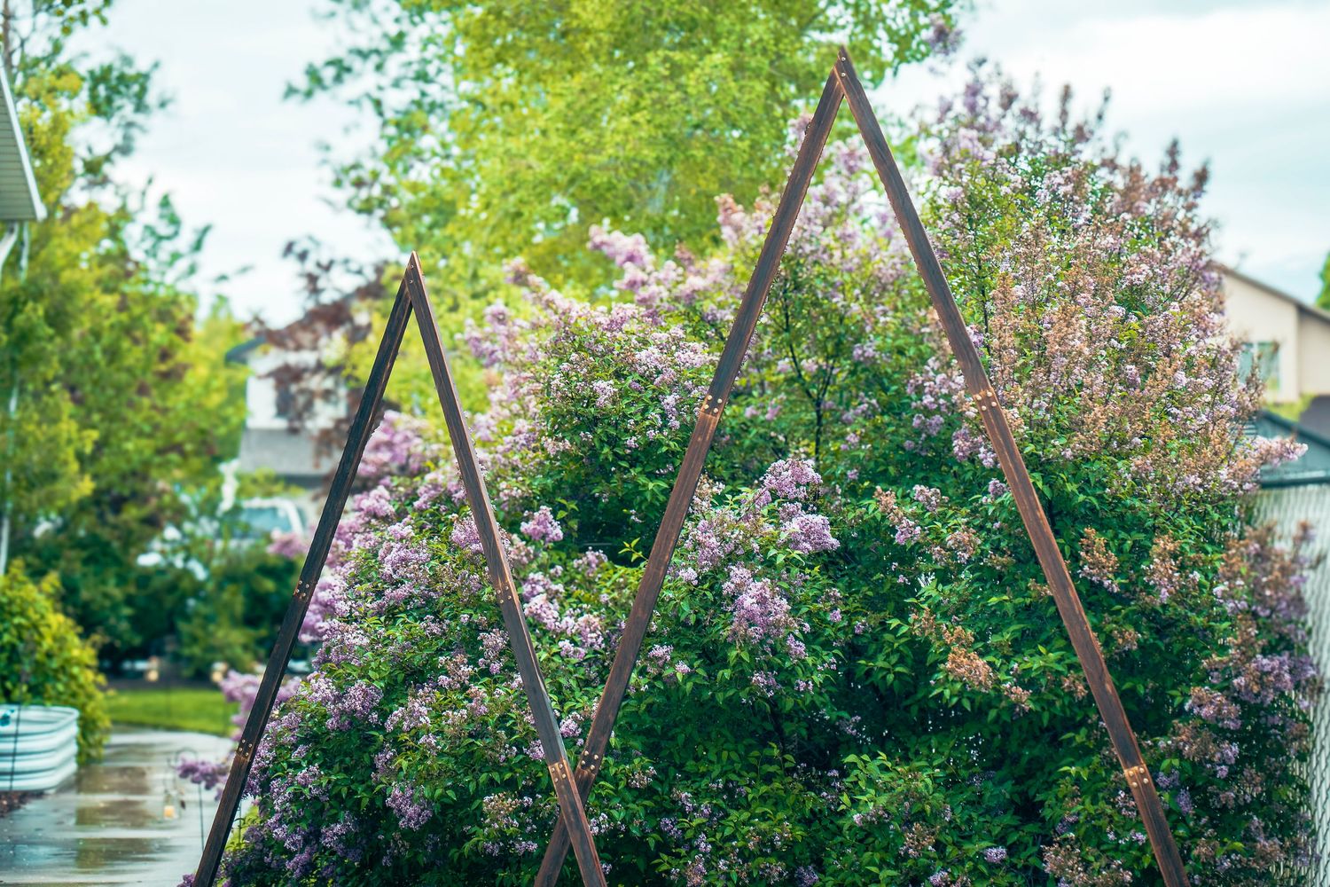 Metal A-frame garden trellis with blooming lilac bushes in spring garden.