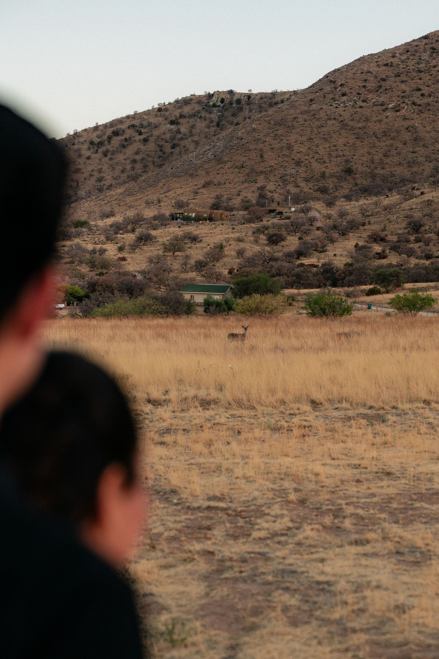 Two people observe a deer grazing in a dry golden field with a rocky hill in the background.