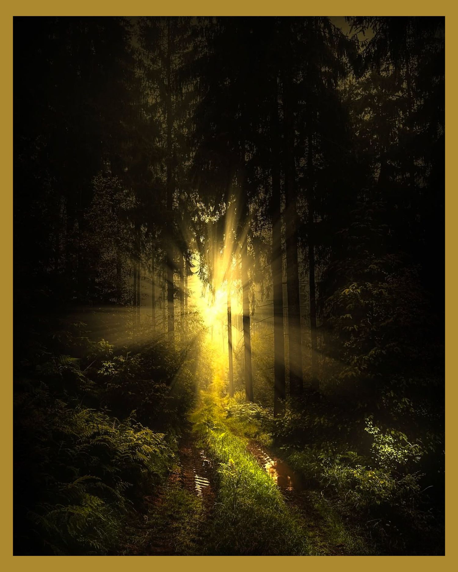 Golden sunbeams pierce through dark forest trees creating magical woodland lighting.