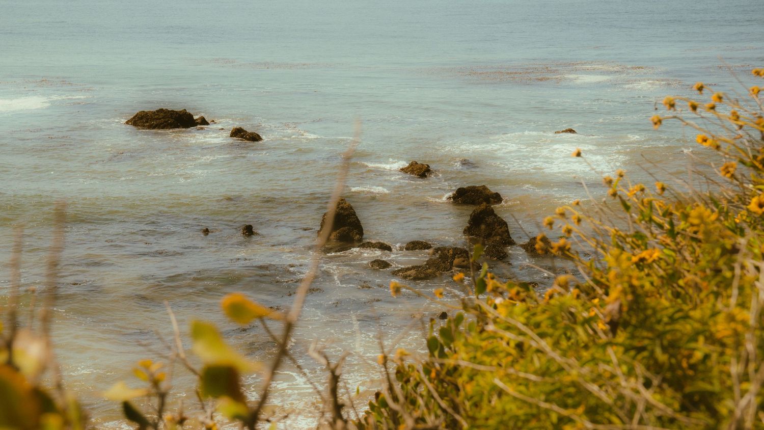 Coastal rocks scattered in blue ocean waters with yellow flowers in foreground.