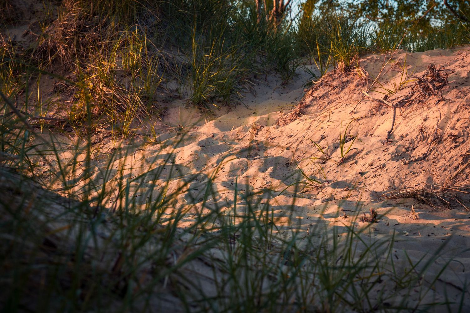 Sand dunes and beach grass illuminated by warm evening sunlight.