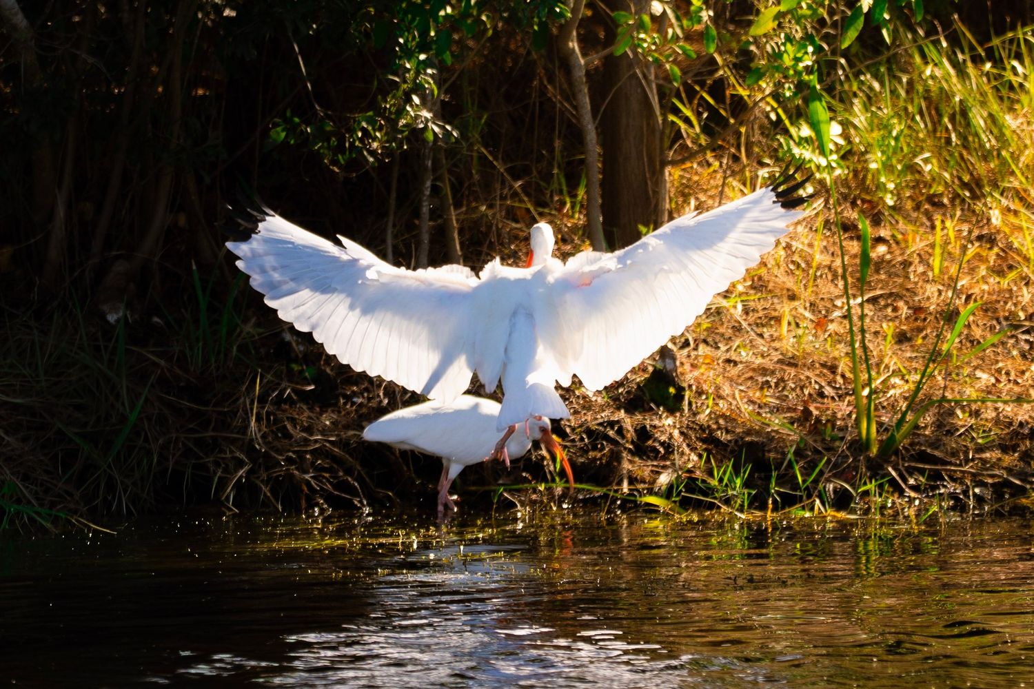 A majestic white egret spreads its wings while landing on the water's edge near sunlit foliage.