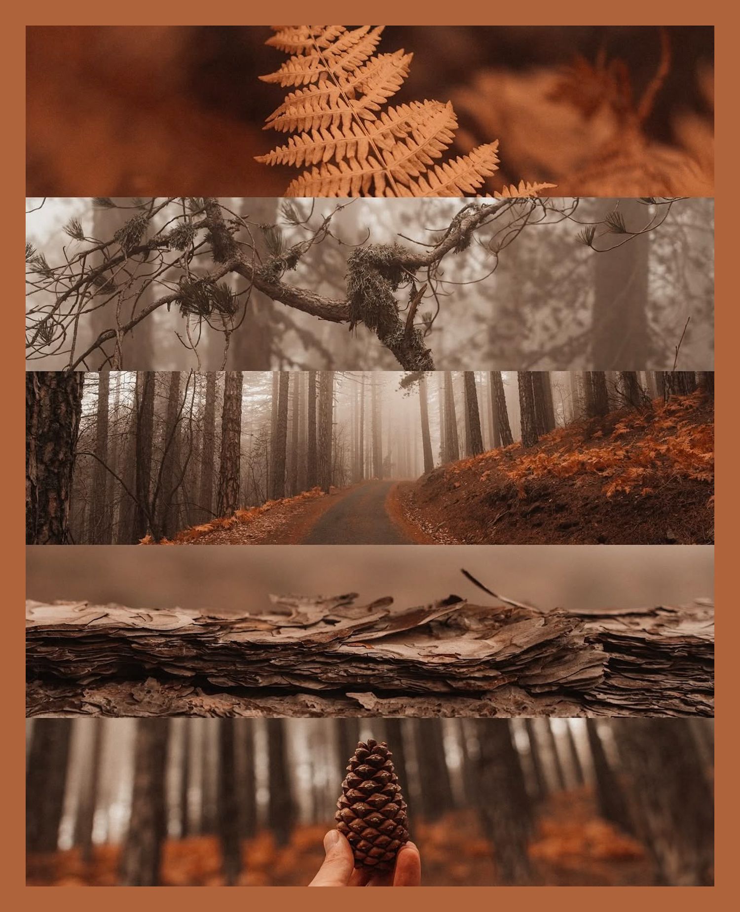 Misty forest path in autumn with orange fallen leaves creating a dramatic atmospheric scene.