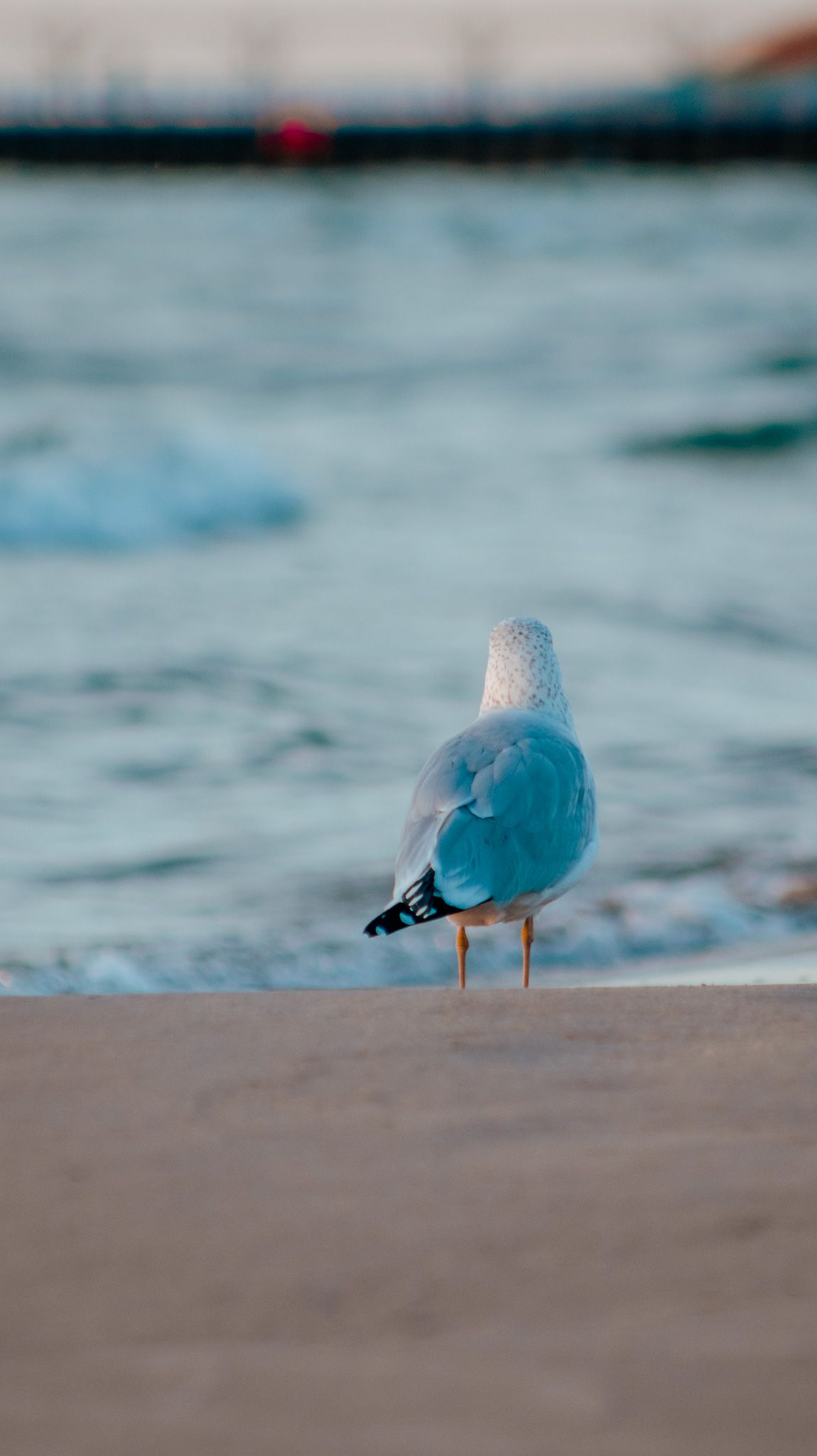 A lone seagull stands on beach with blurred turquoise water in background.