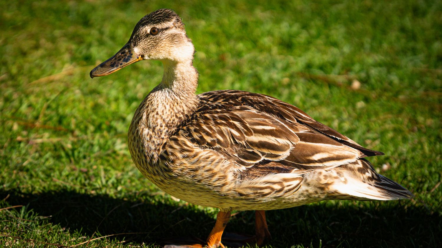 Brown and white mallard duck resting on grassy ground.