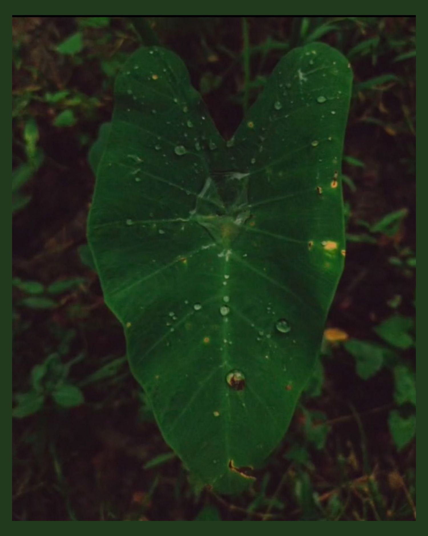 Close-up of large green heart-shaped leaves with water droplets.
