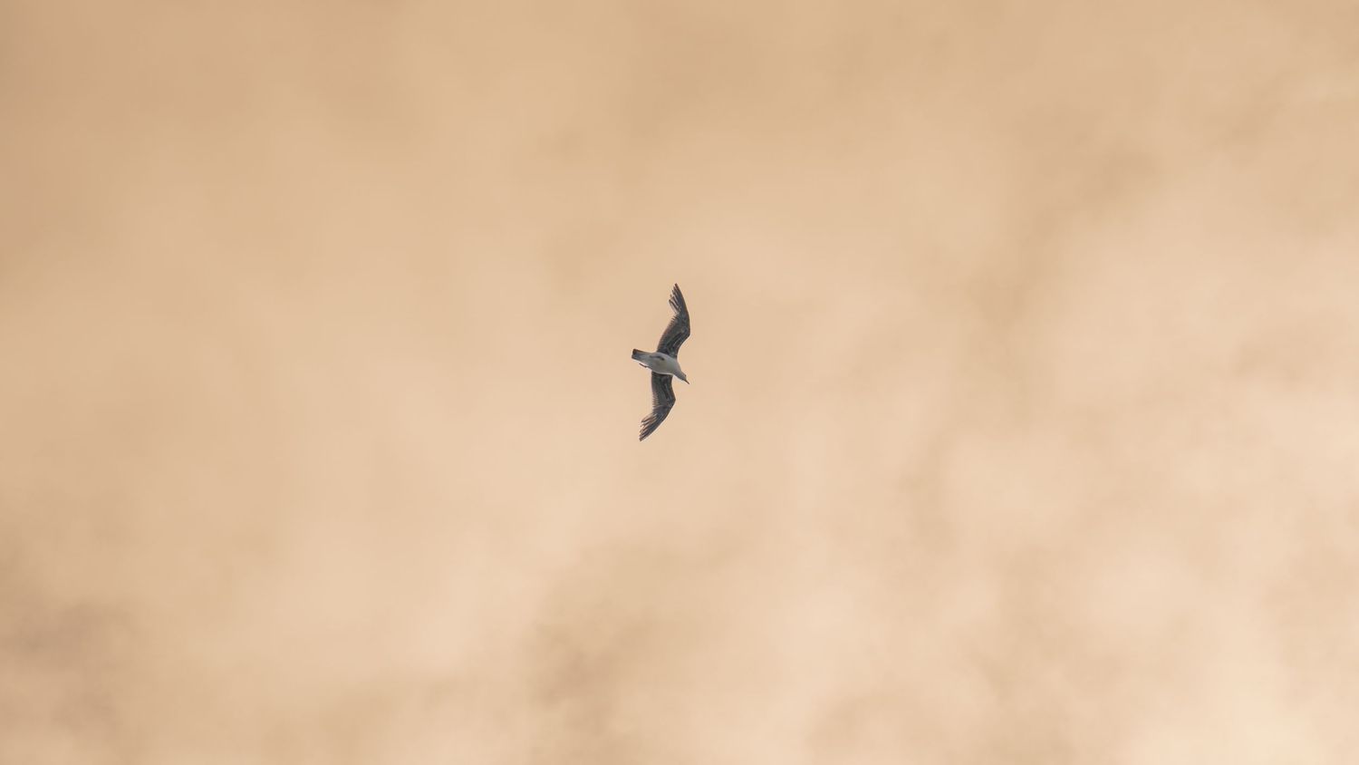 Single seabird soaring against peach-colored cloudy sky.
