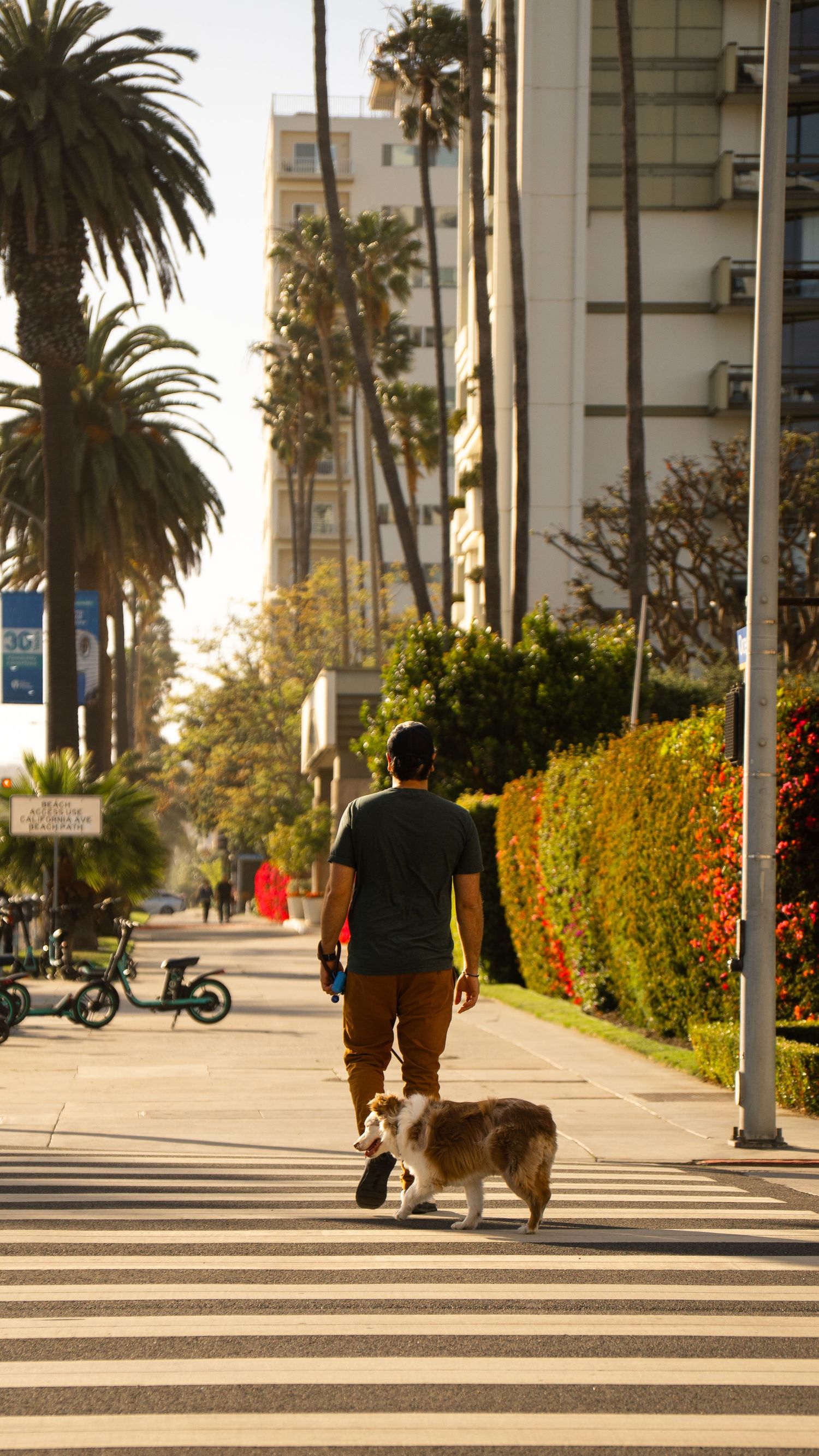 Person walking dog along palm tree lined sidewalk with colorful hedges on a sunny day.