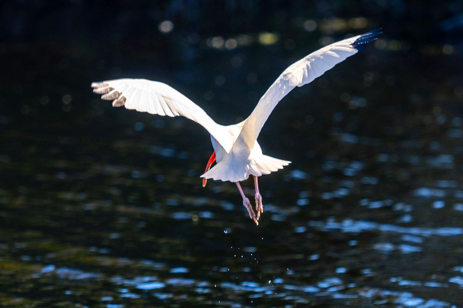A white egret gracefully spreads its wings while landing on dark water, creating a stunning reflection in the ripples.