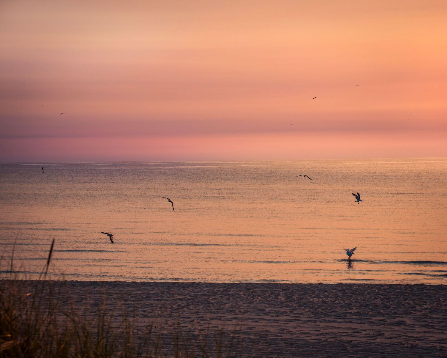 Birds soar over serene lakefront during colorful dusk with pier in distance.
