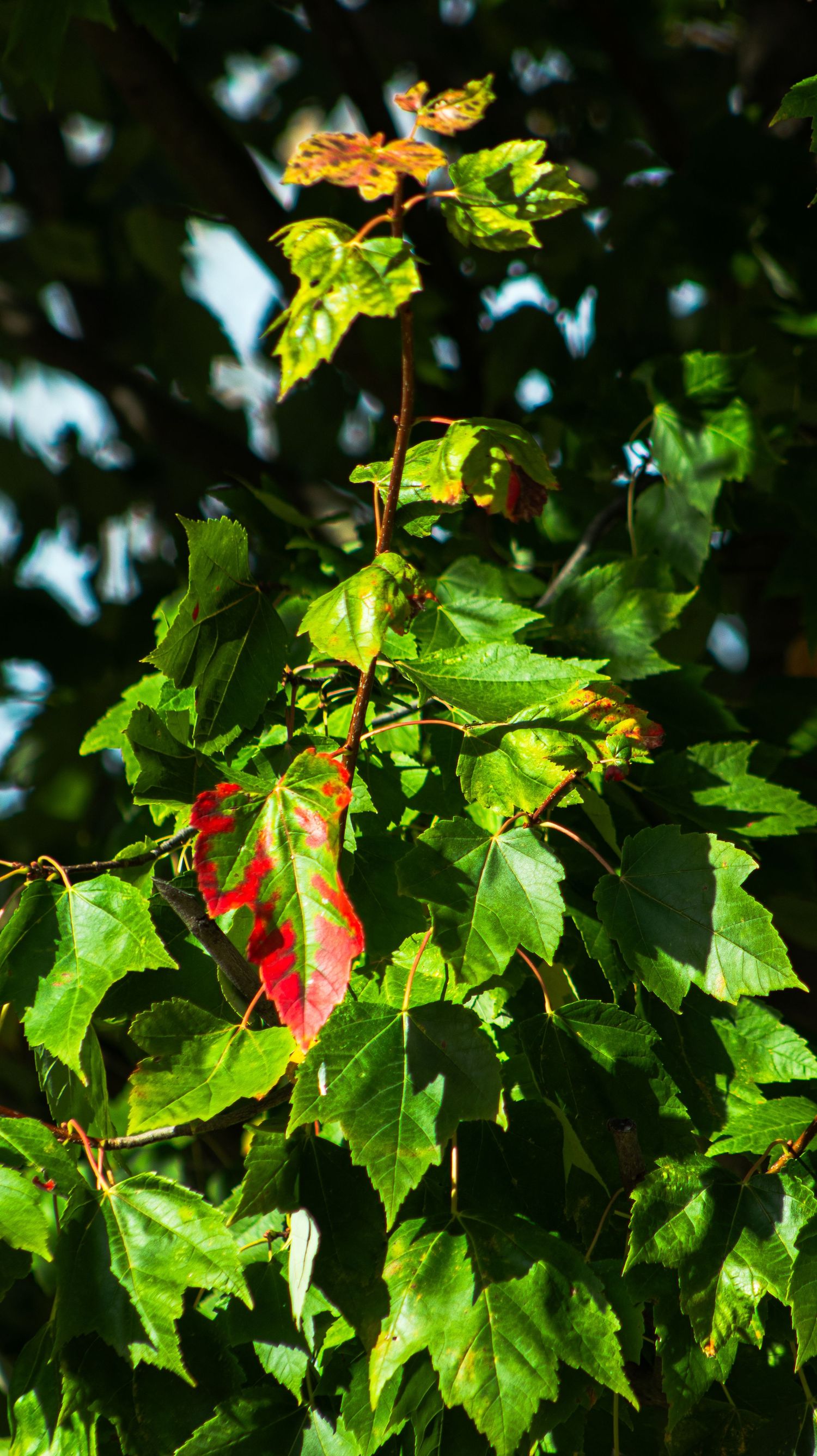Vibrant green maple leaves with hints of red and yellow beginning to show fall colors.