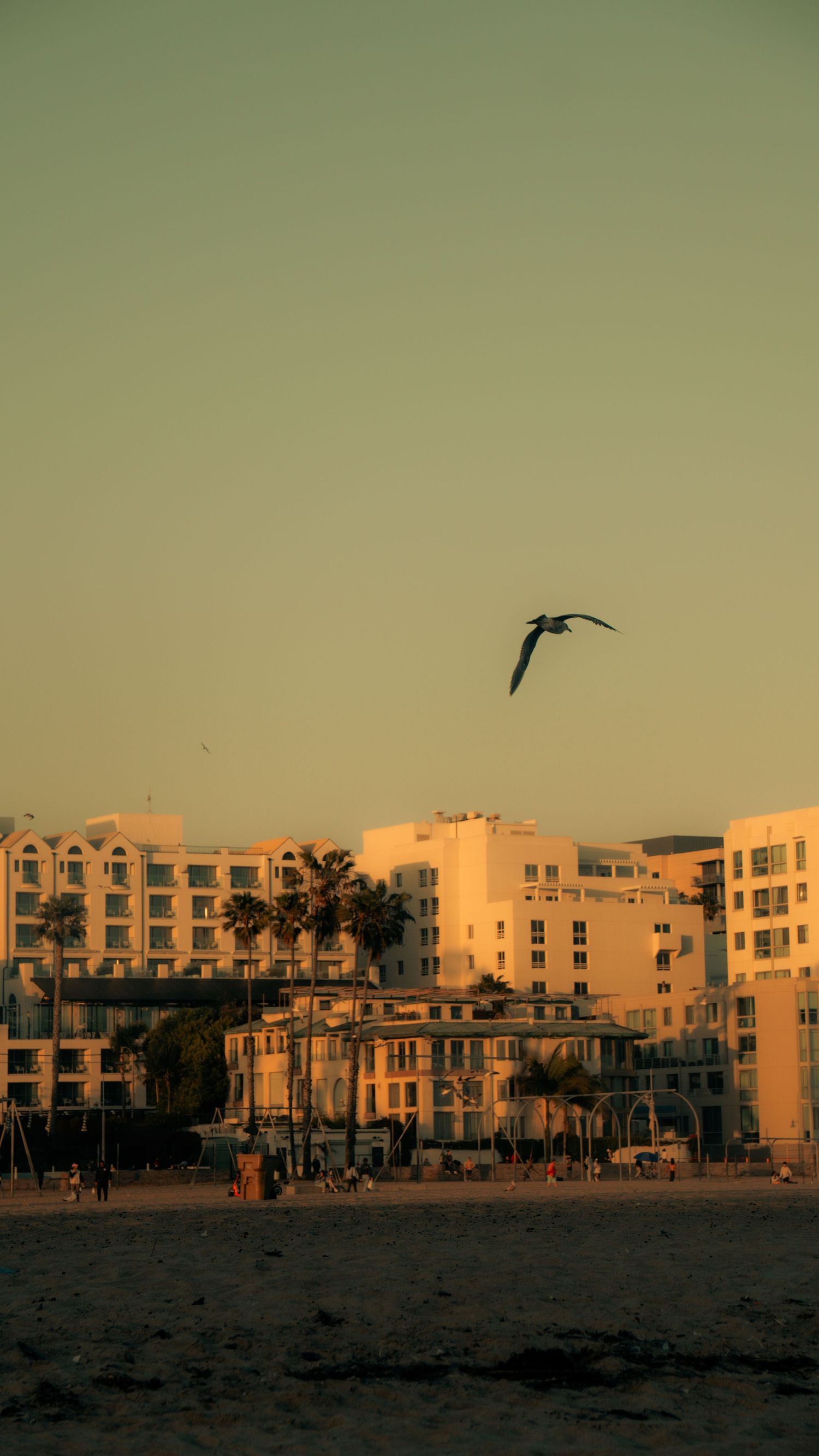 Silhouette of beachfront buildings and palm trees at dusk with birds flying overhead.