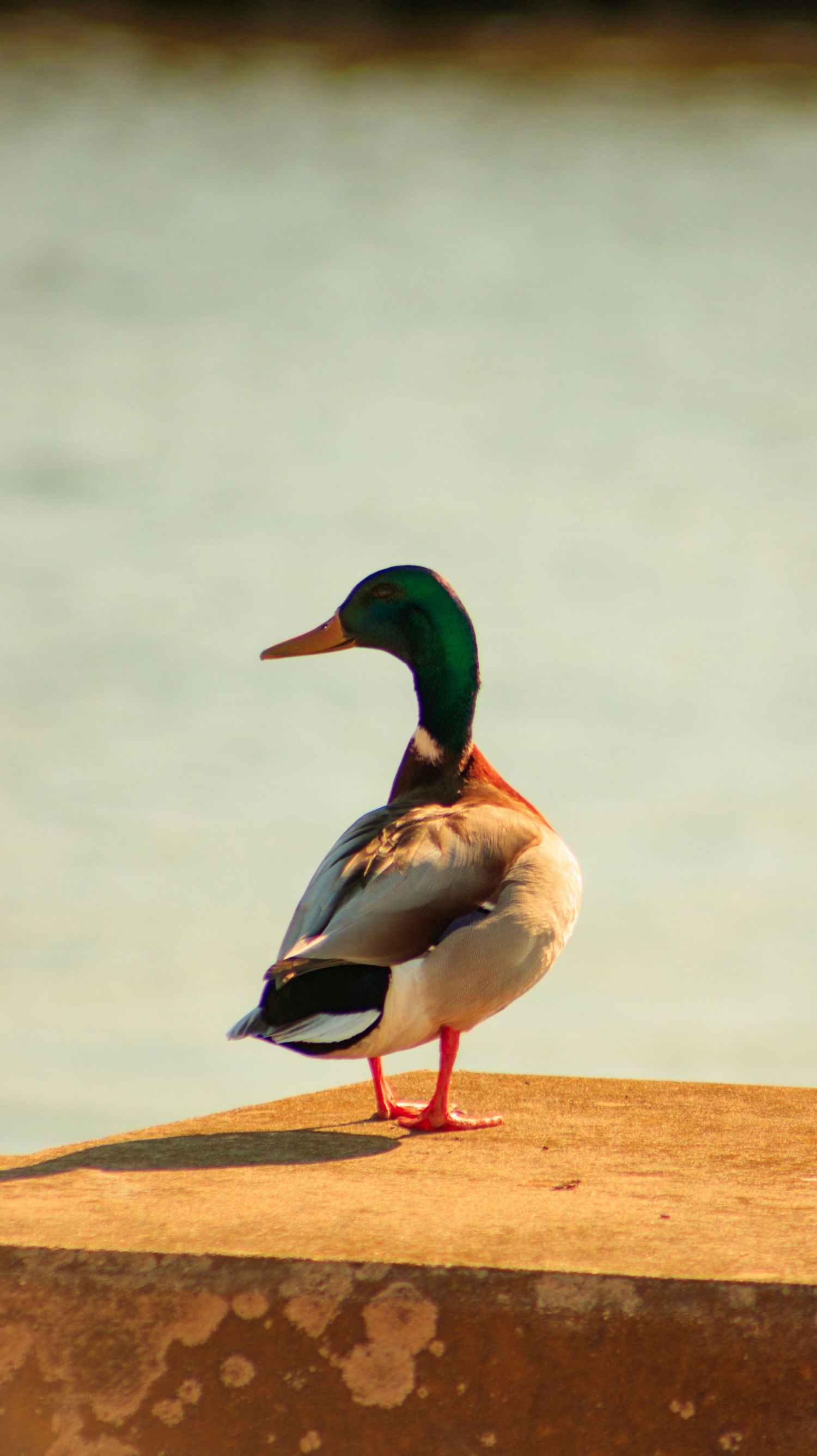 A mallard duck with iridescent green head stands on a concrete ledge in warm lighting.
