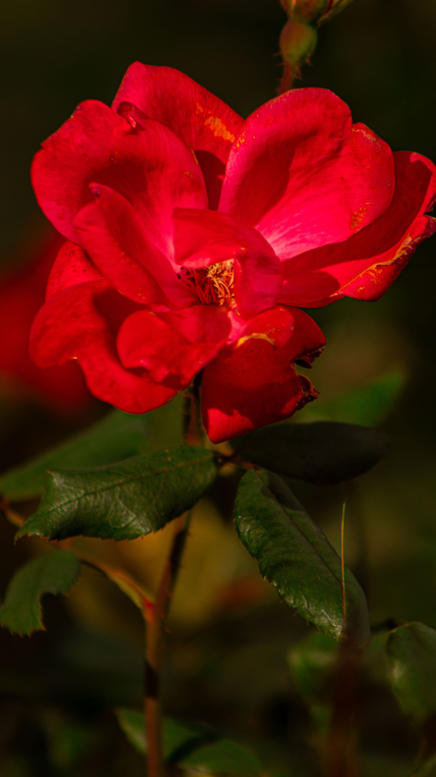 Vibrant red roses blooming against dark background in dramatic lighting.