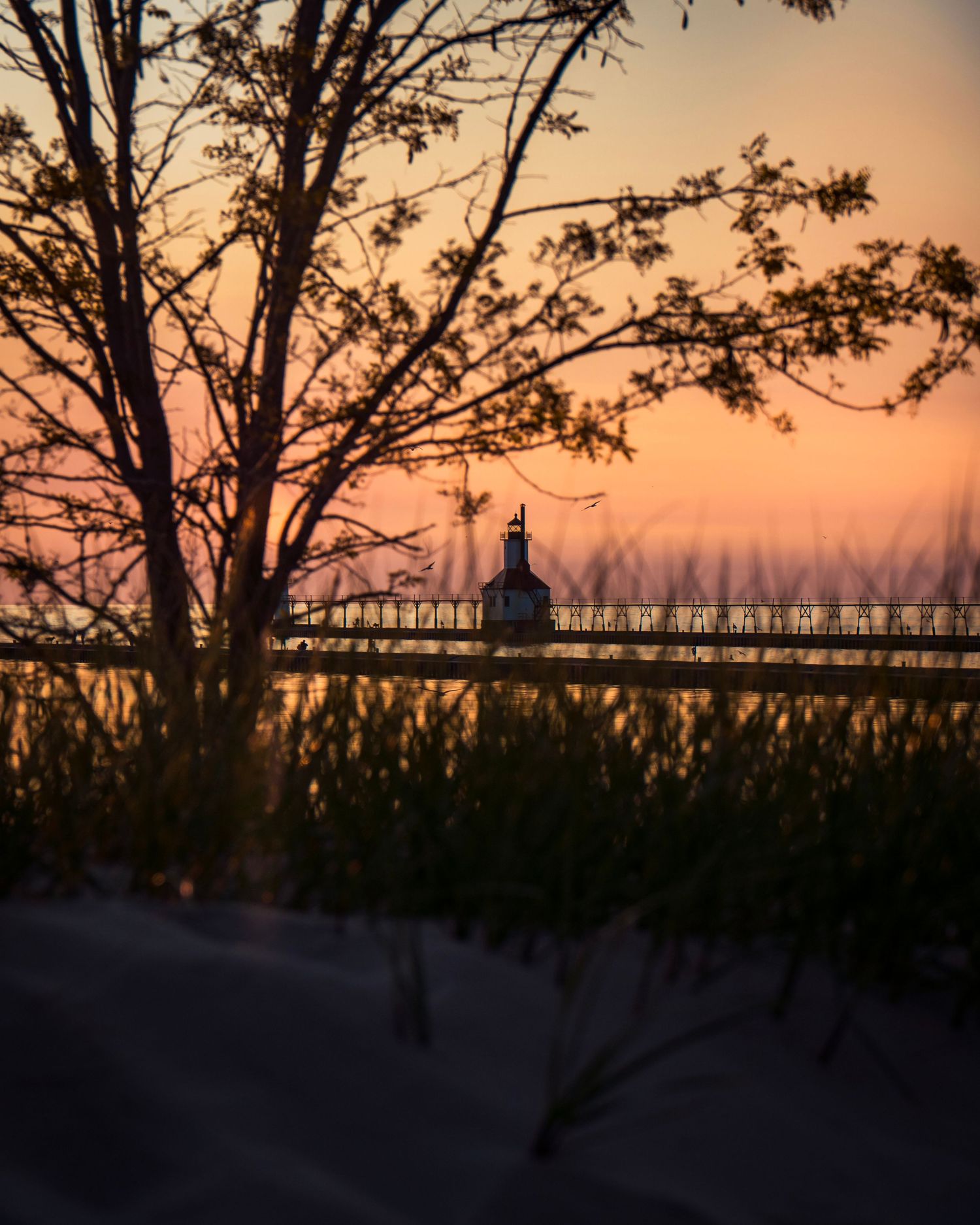 Dark tree silhouettes frame distant lighthouse pier against warm evening sky.