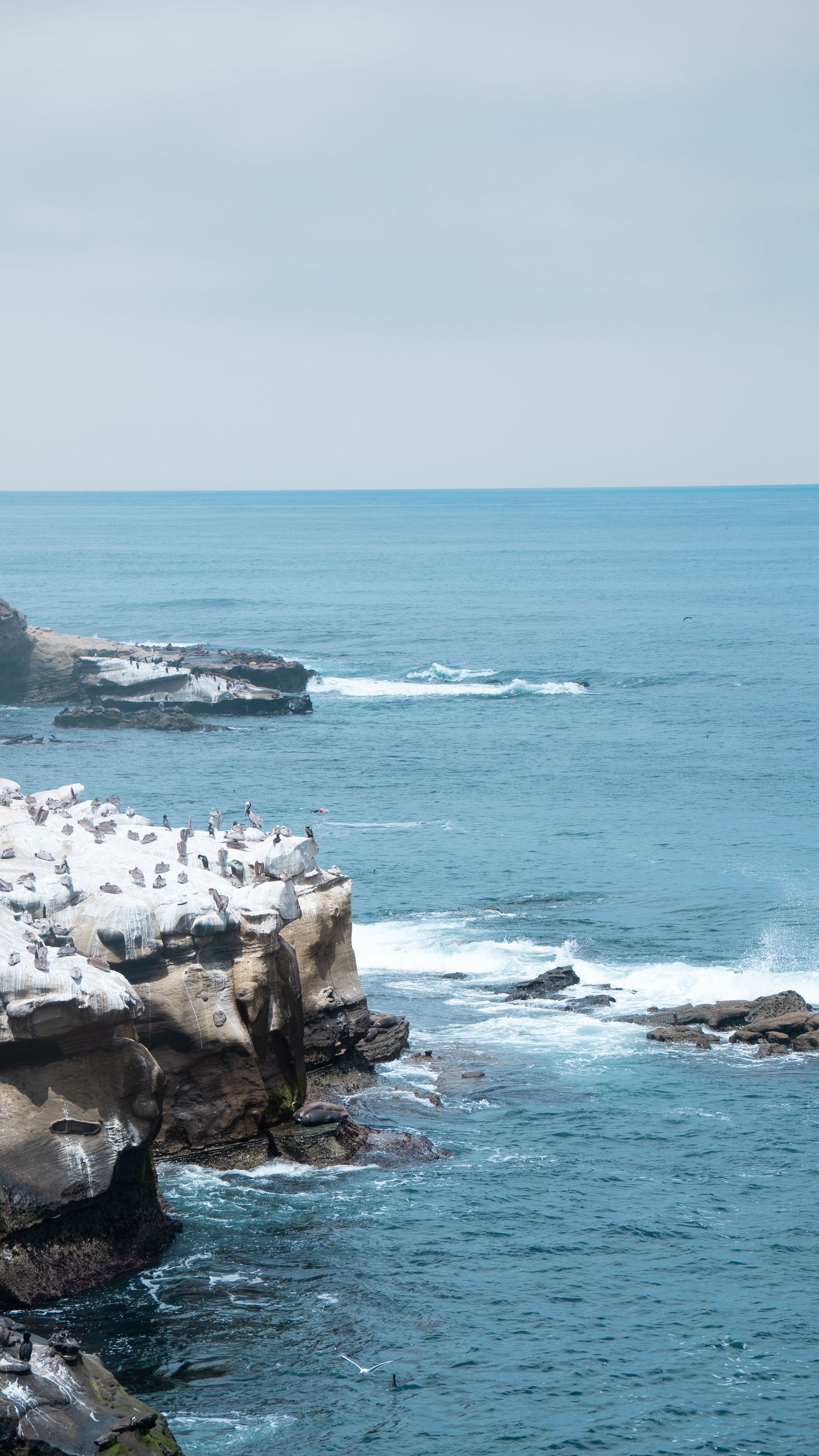 White seabirds gather on rocky coastal cliffs as waves crash against the shore.