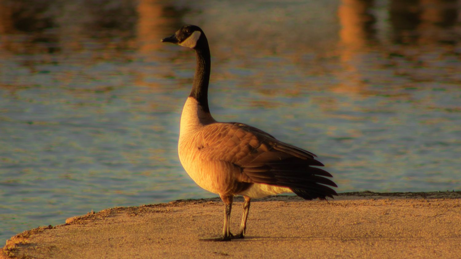 Canadian goose stands on sandy shore during golden hour with water reflections.