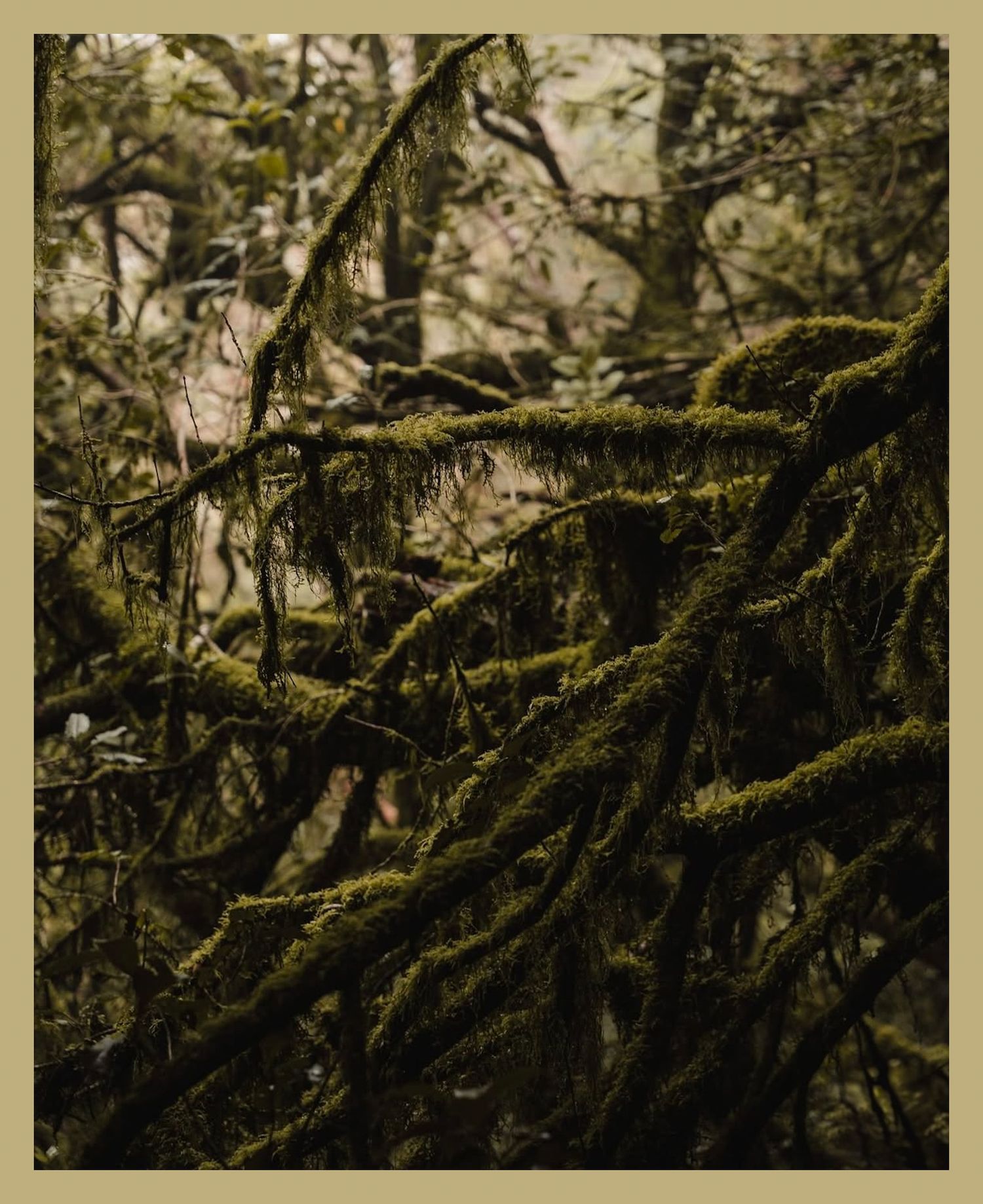 Ancient moss-covered tree branches create intricate patterns in a mystical forest scene.