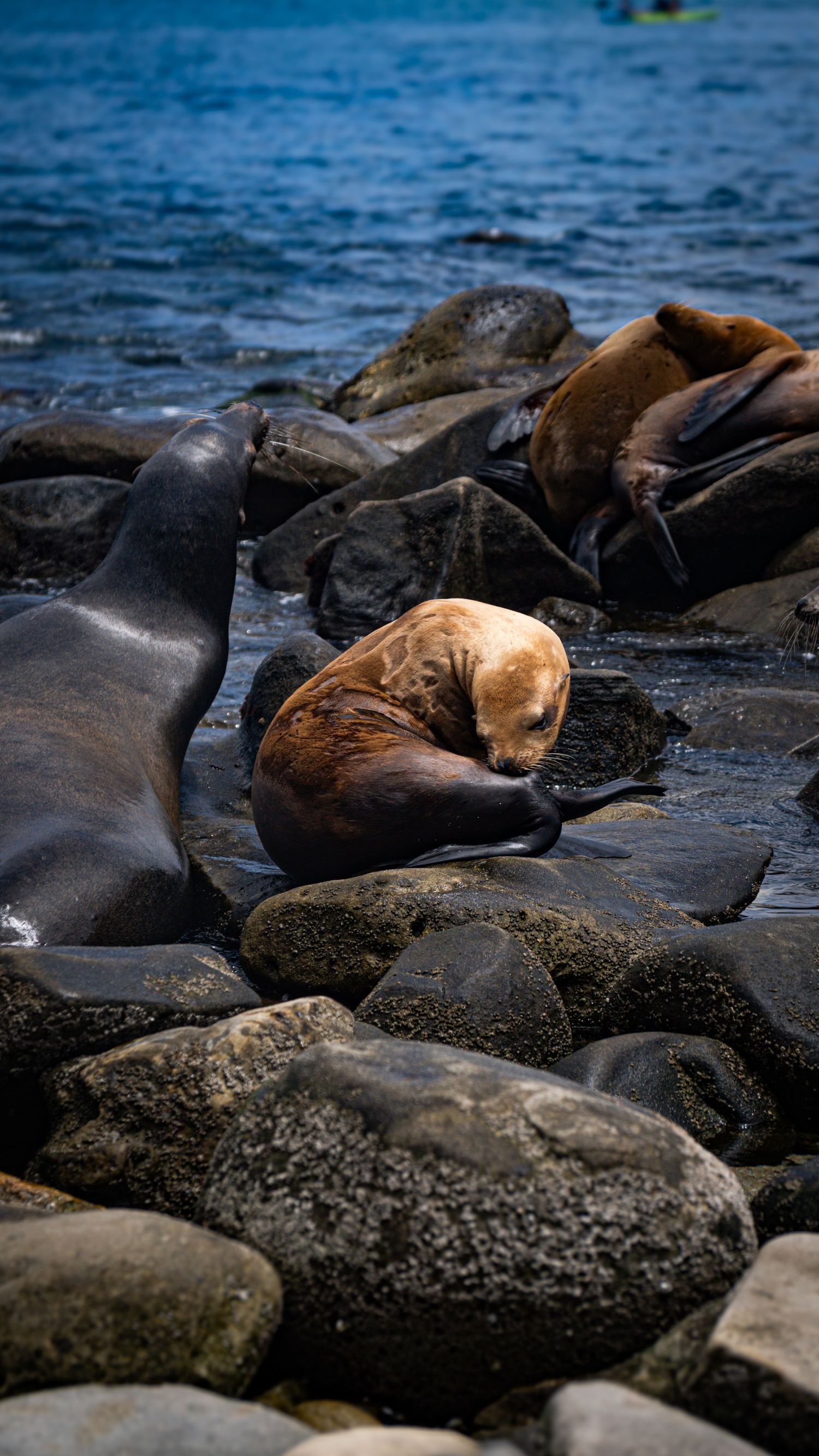 Sea lions lounging on dark rocky shore beside blue ocean waters.