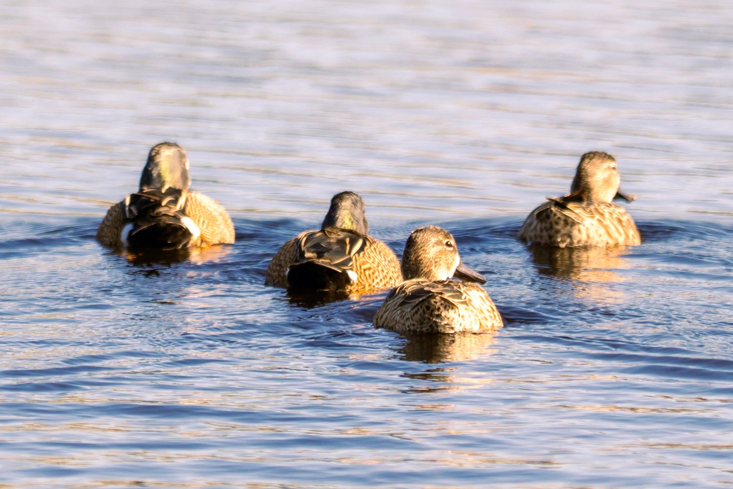 A group of brown ducks floating in calm blue water during a peaceful day on the lake.