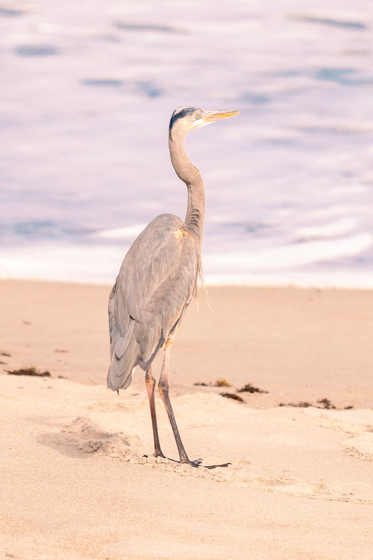 A great blue heron walks gracefully along a sandy beach during sunset with soft pastel clouds in the background.