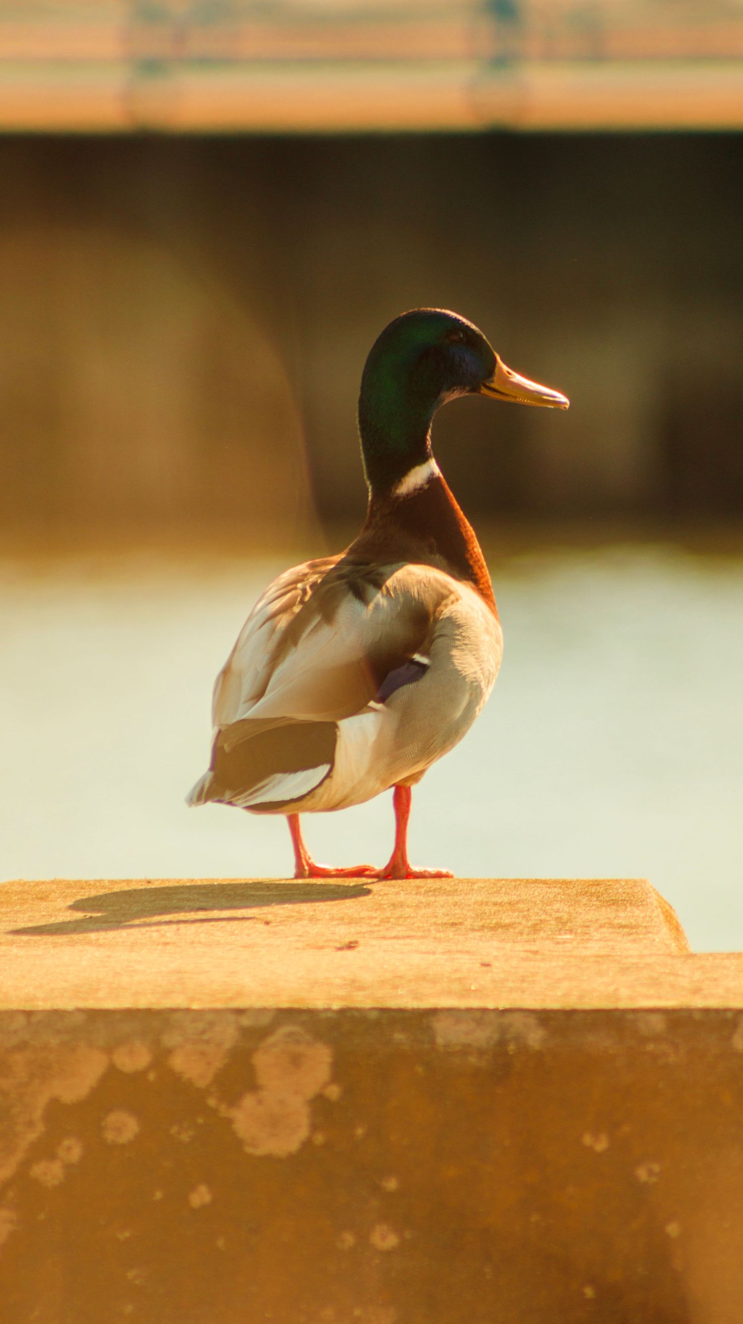 Mallard duck standing on ledge in warm golden sunlight.