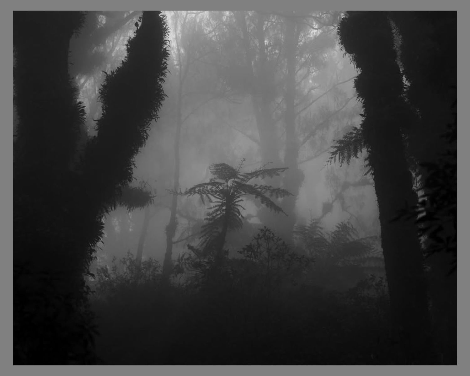 Atmospheric misty forest scene in black and white with tall trees in silhouette.