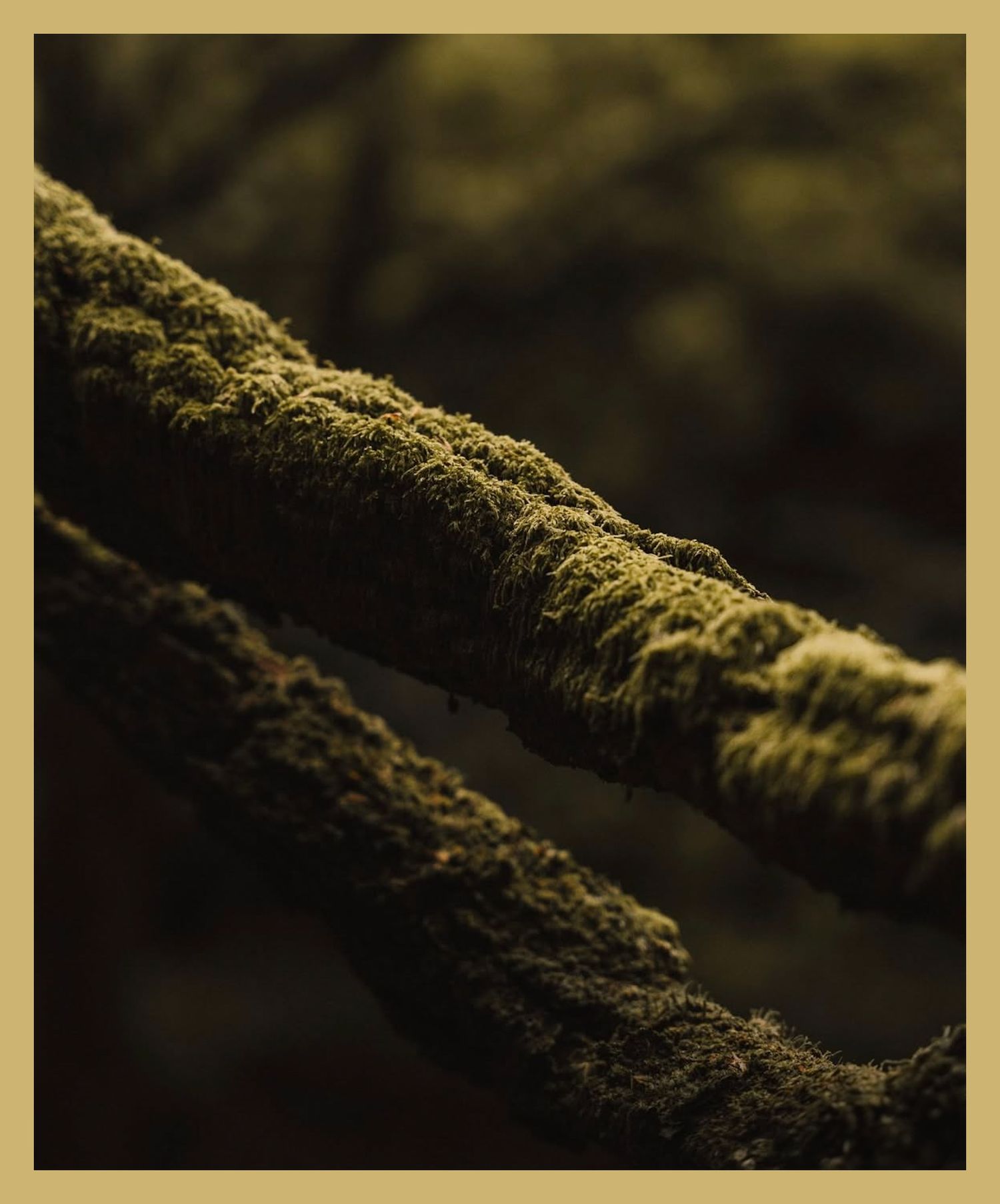 Sunlit moss grows thick on fallen tree branches in a close-up nature shot.