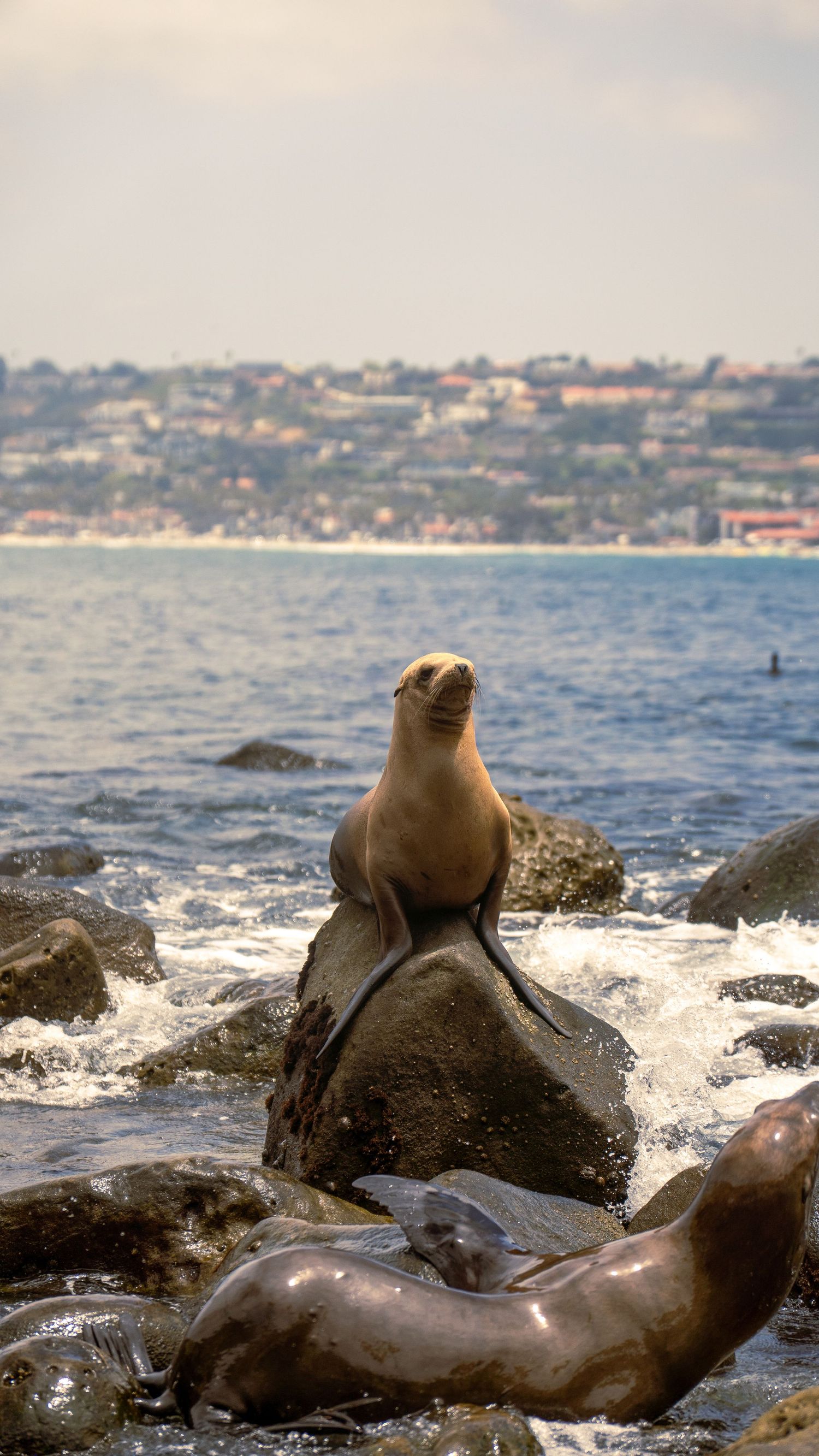 Sea lions lounging on rocks in the ocean with coastal buildings visible in the distance.