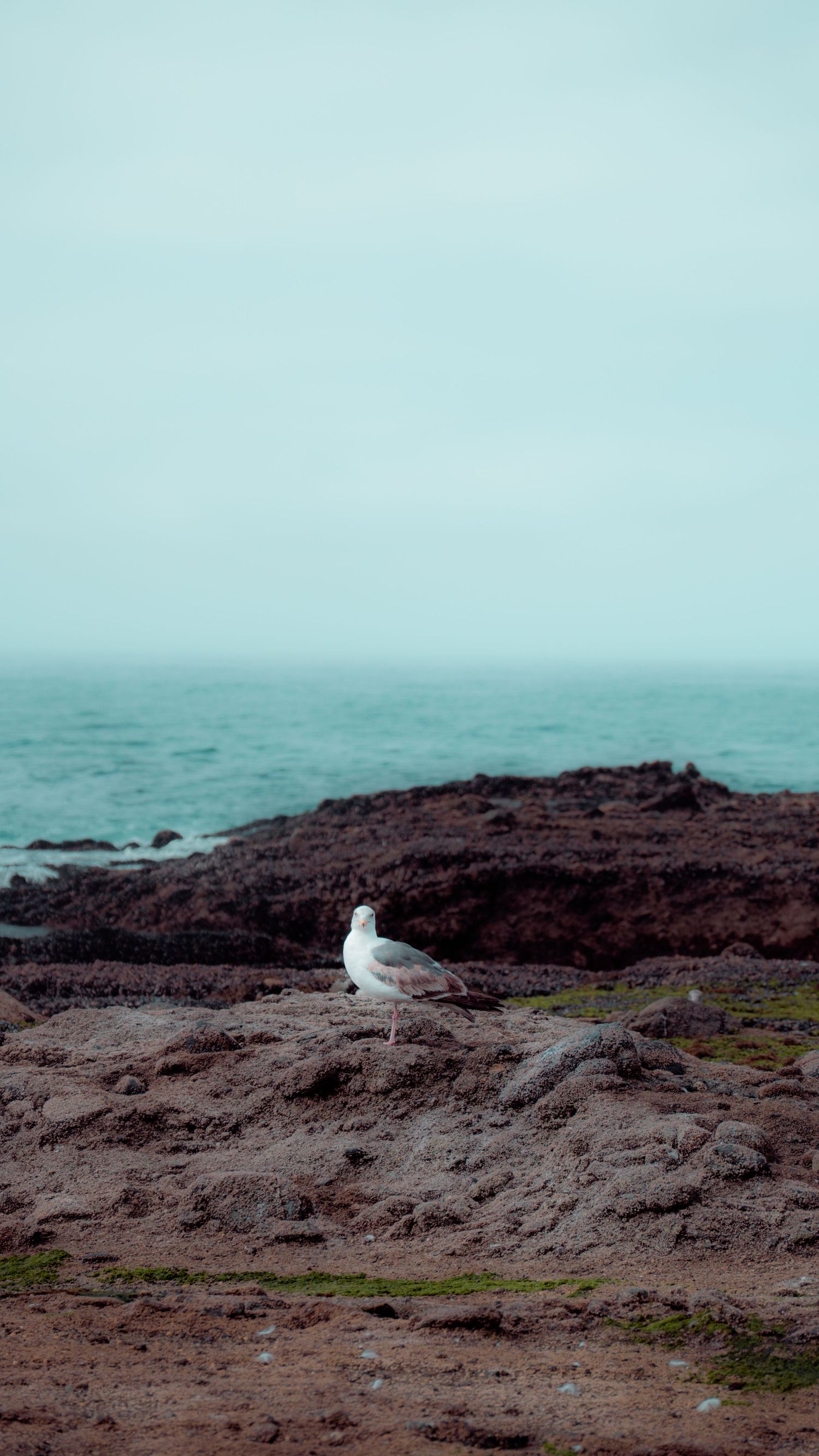 White seagull resting on rocky coastal terrain against misty turquoise ocean background.