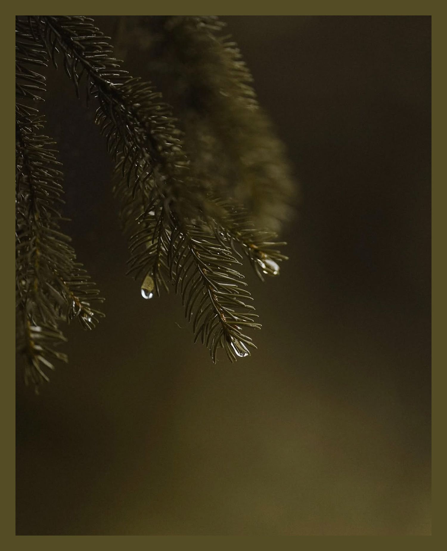 Water droplets cling to pine needles in an atmospheric macro nature shot.