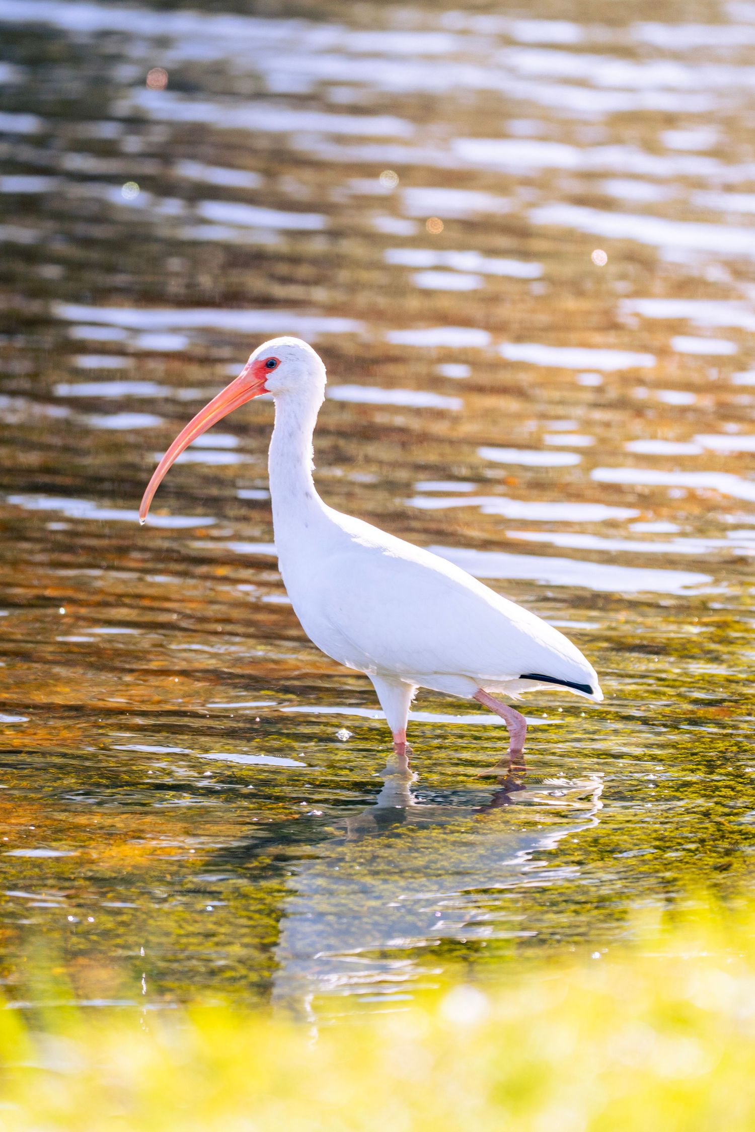 White ibis birds wade through shallow golden water searching for food in a serene wetland setting.