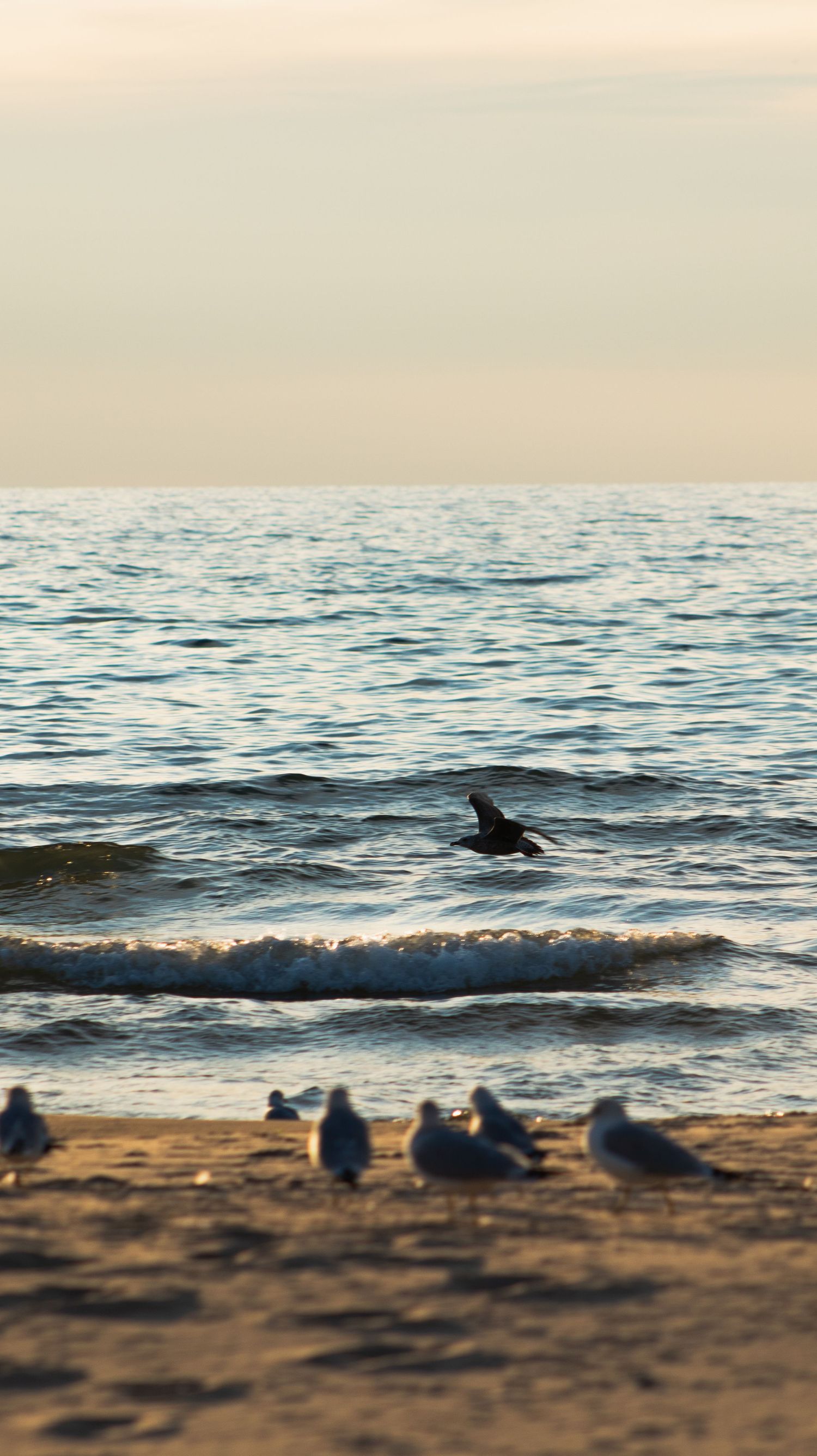 Seagulls gather on sandy beach at sunset while dark silhouette swims in ocean waves.