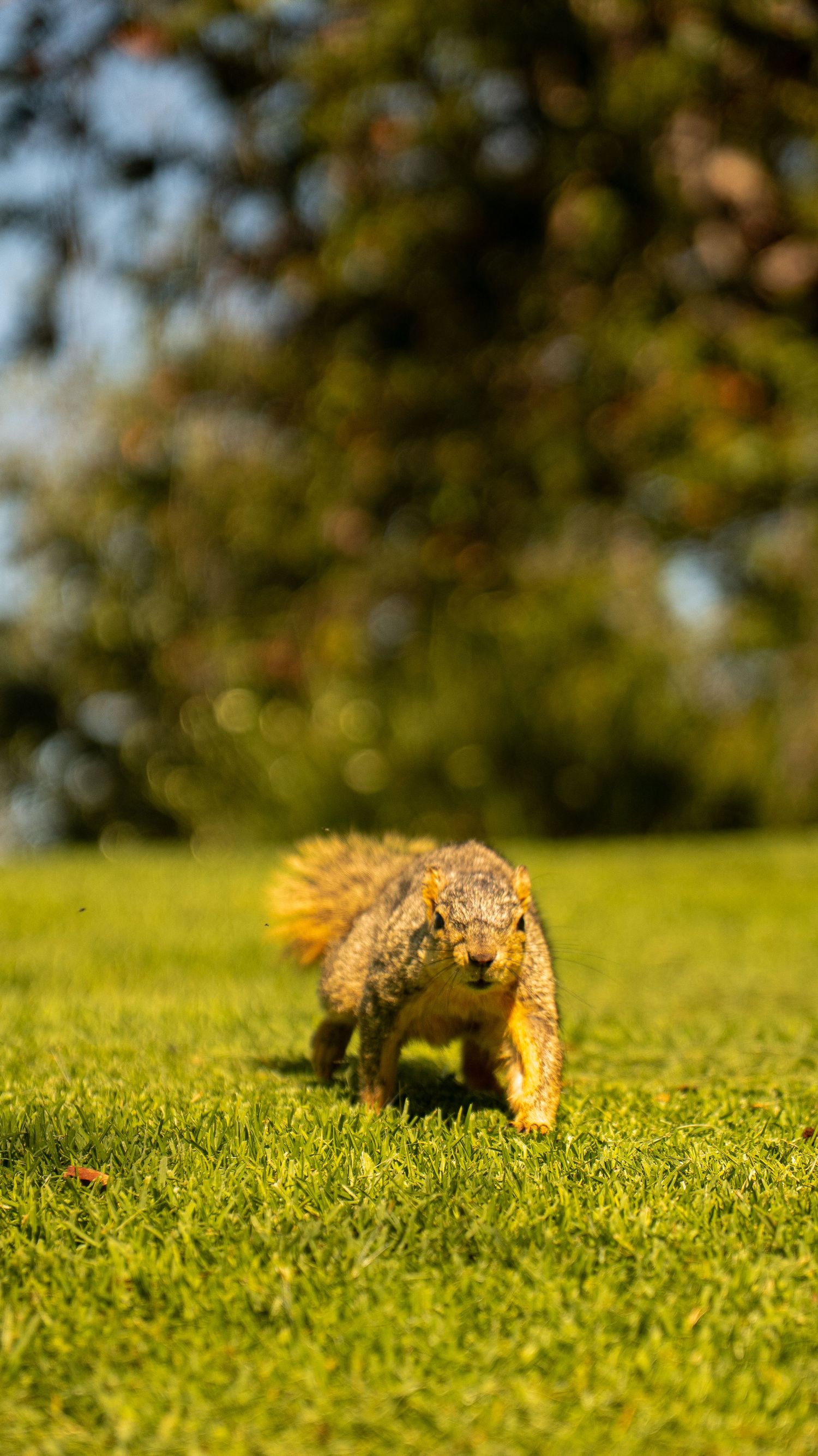 Squirrel running across sunny lawn with tail flowing behind.