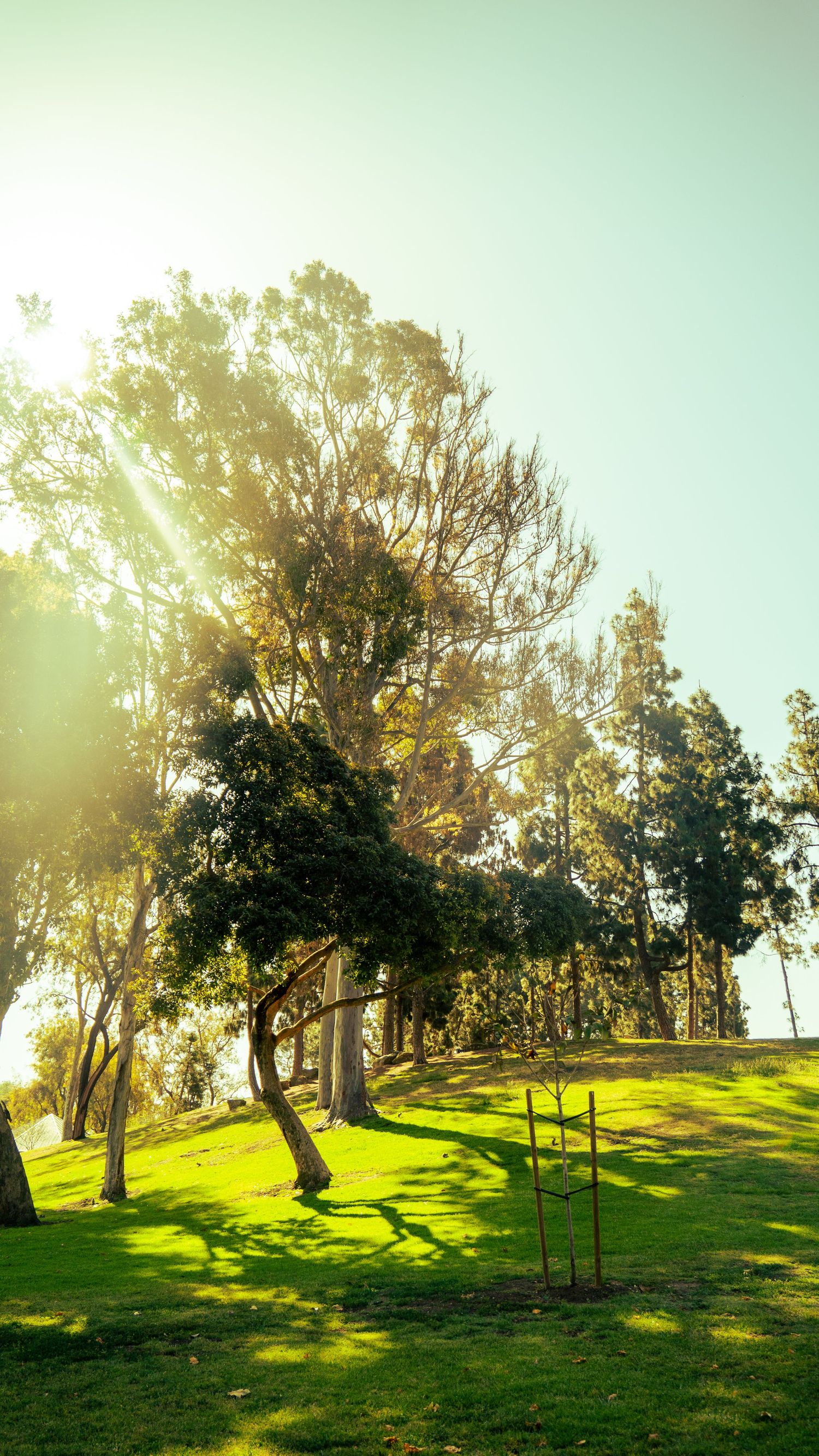 Sun rays filter through eucalyptus trees on verdant hillside park.