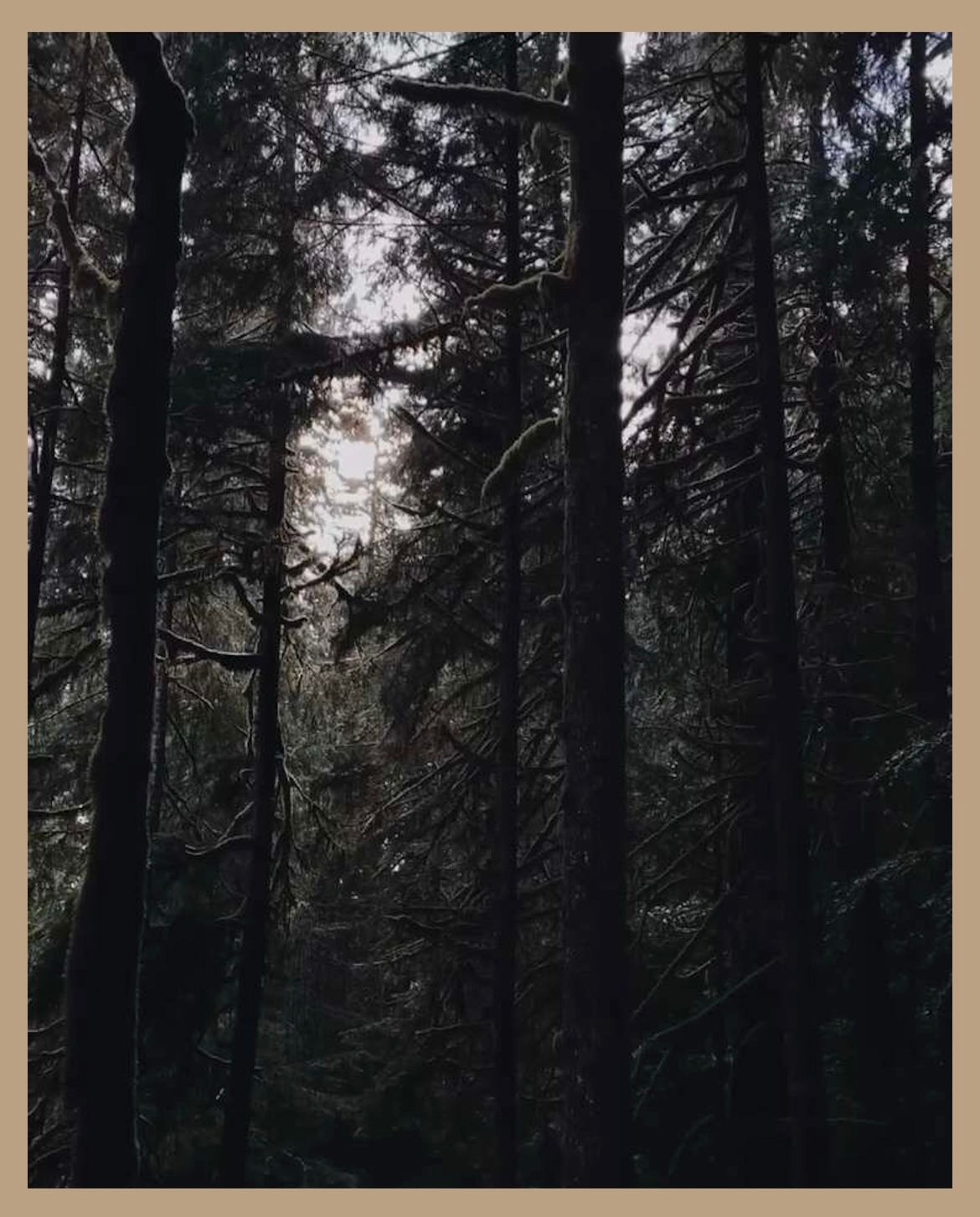 Tall evergreen trees silhouetted against misty forest background in dark tones.