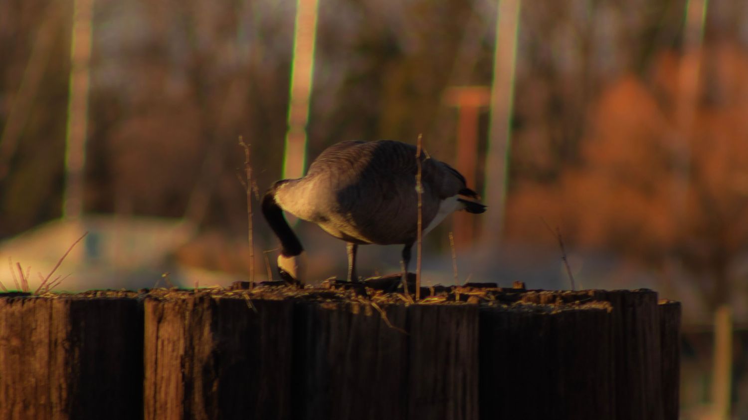Dark silhouette of waterfowl on wooden post during sunset.