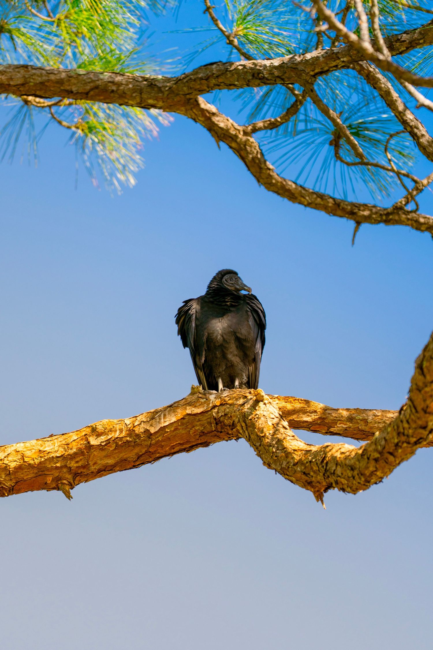 A black crow perches on a sunlit pine tree branch against a bright blue sky background.