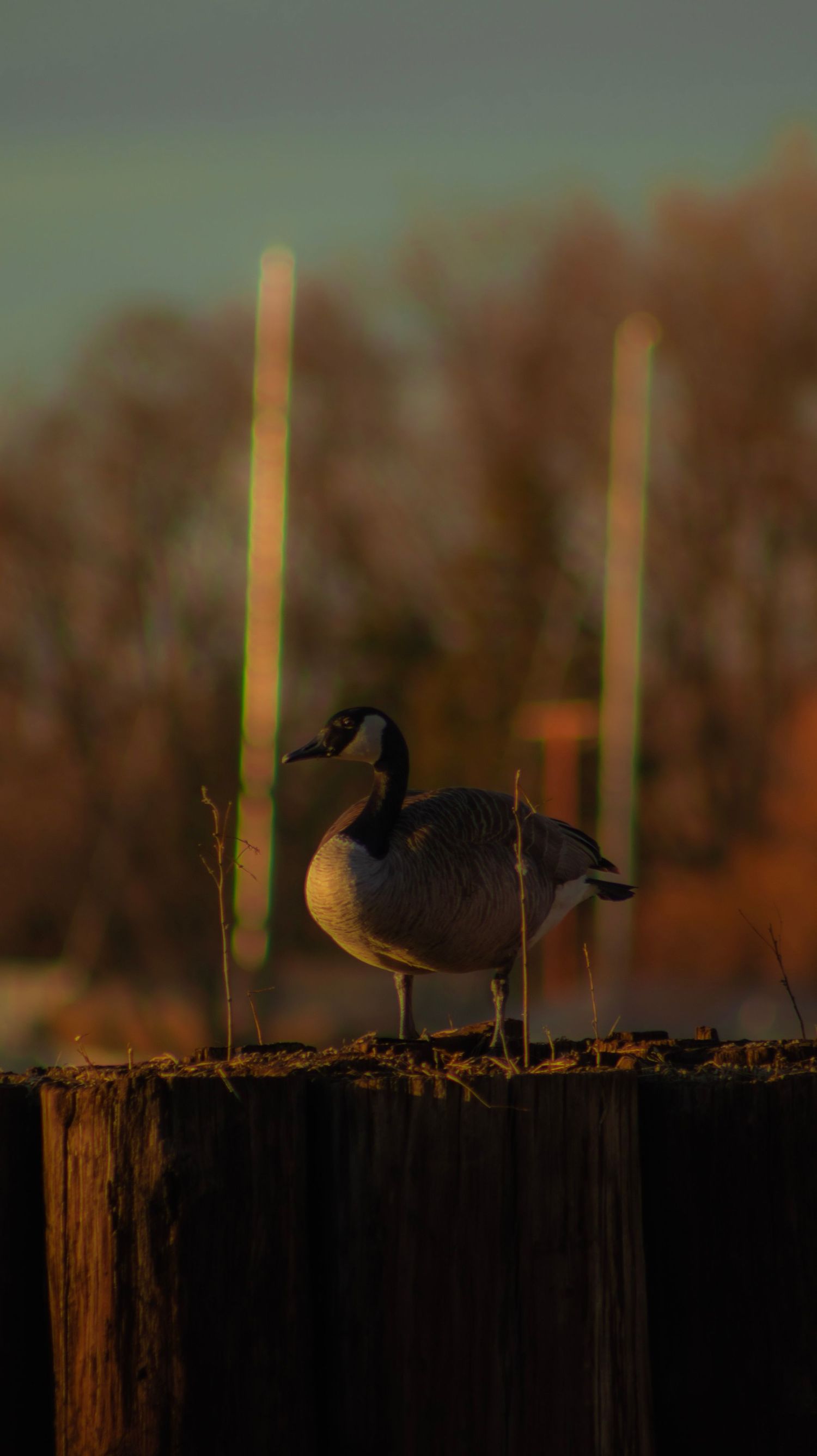 Canada goose standing on wooden post at golden hour with bare trees in background.