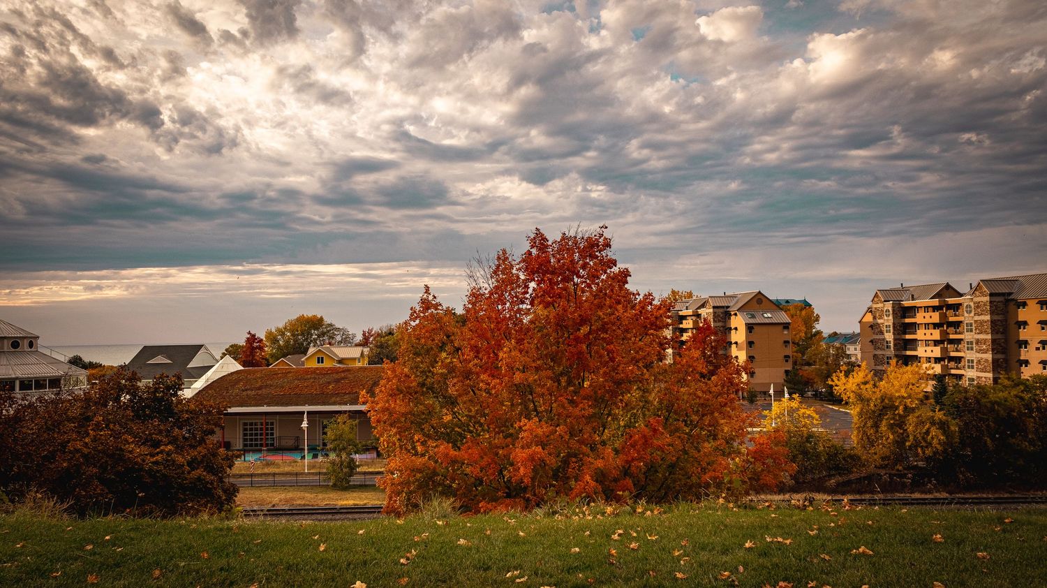 Vibrant red maple tree against moody sky with apartment buildings visible in autumn landscape.