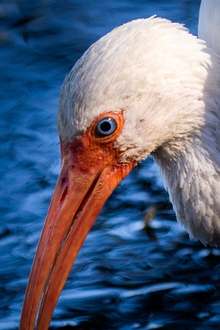 Close-up sequence of a white ibis bird's head with long orange beak against a blurred blue water background.