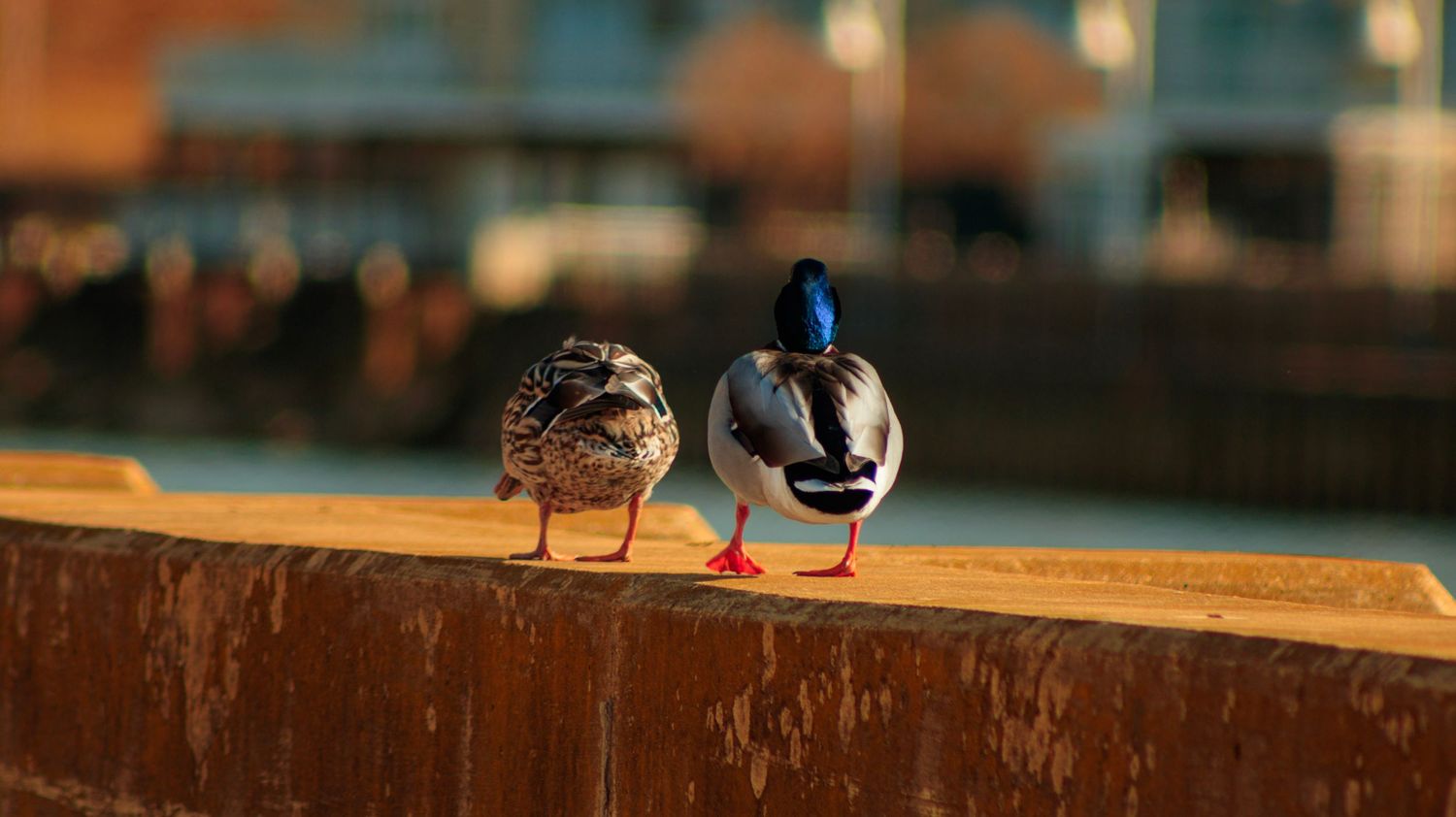 Two mallard ducks perched on concrete ledge in evening light.