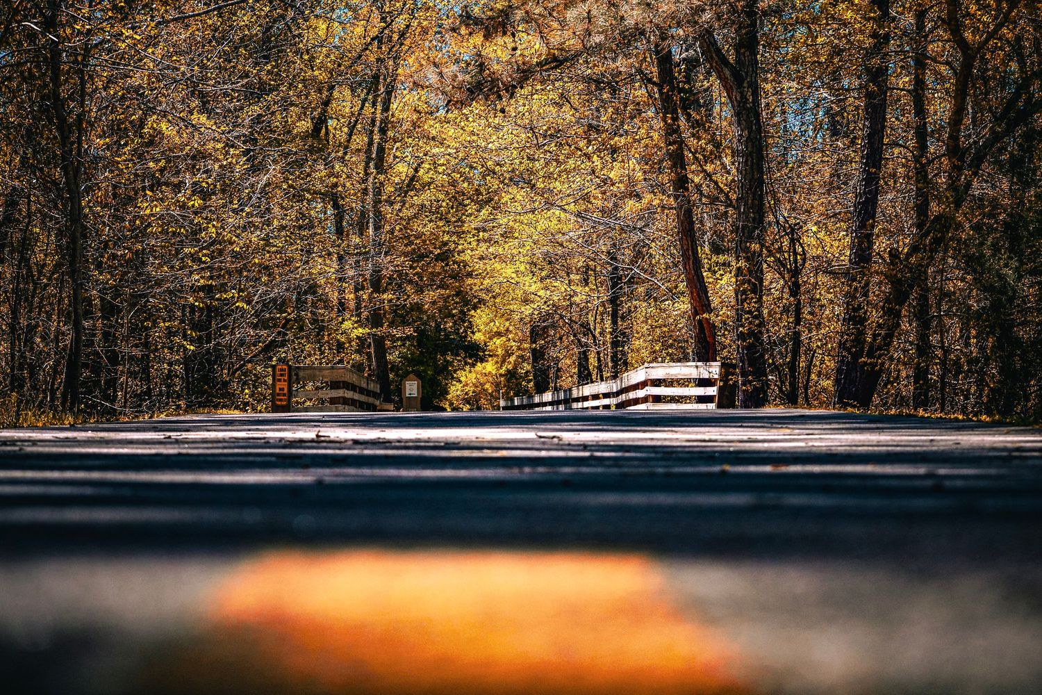 Autumn forest road with golden leaves and sunlight creating a tunnel-like perspective.